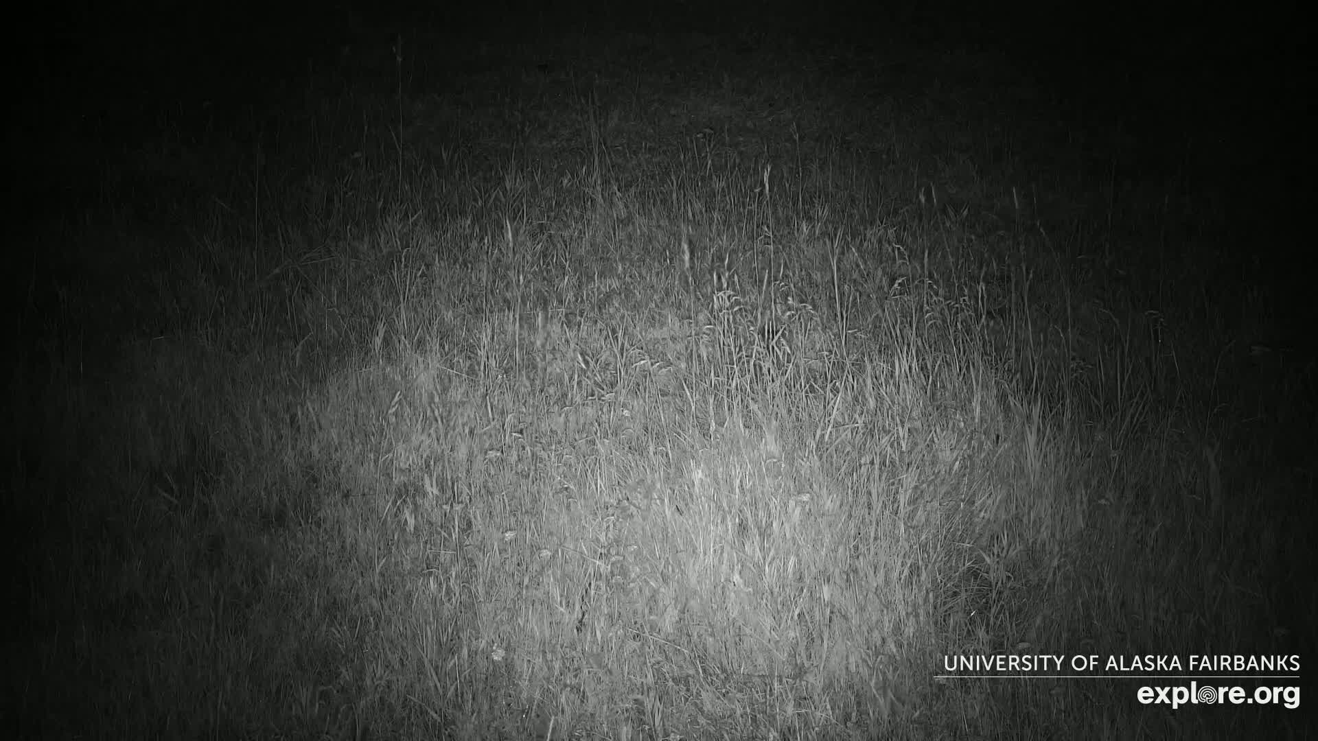 University of Alaska Fairbanks Large Animal Research Station Musk Ox Farm Live Cam - Musk Ox, College, Fairbanks North Star, Alaska, USA