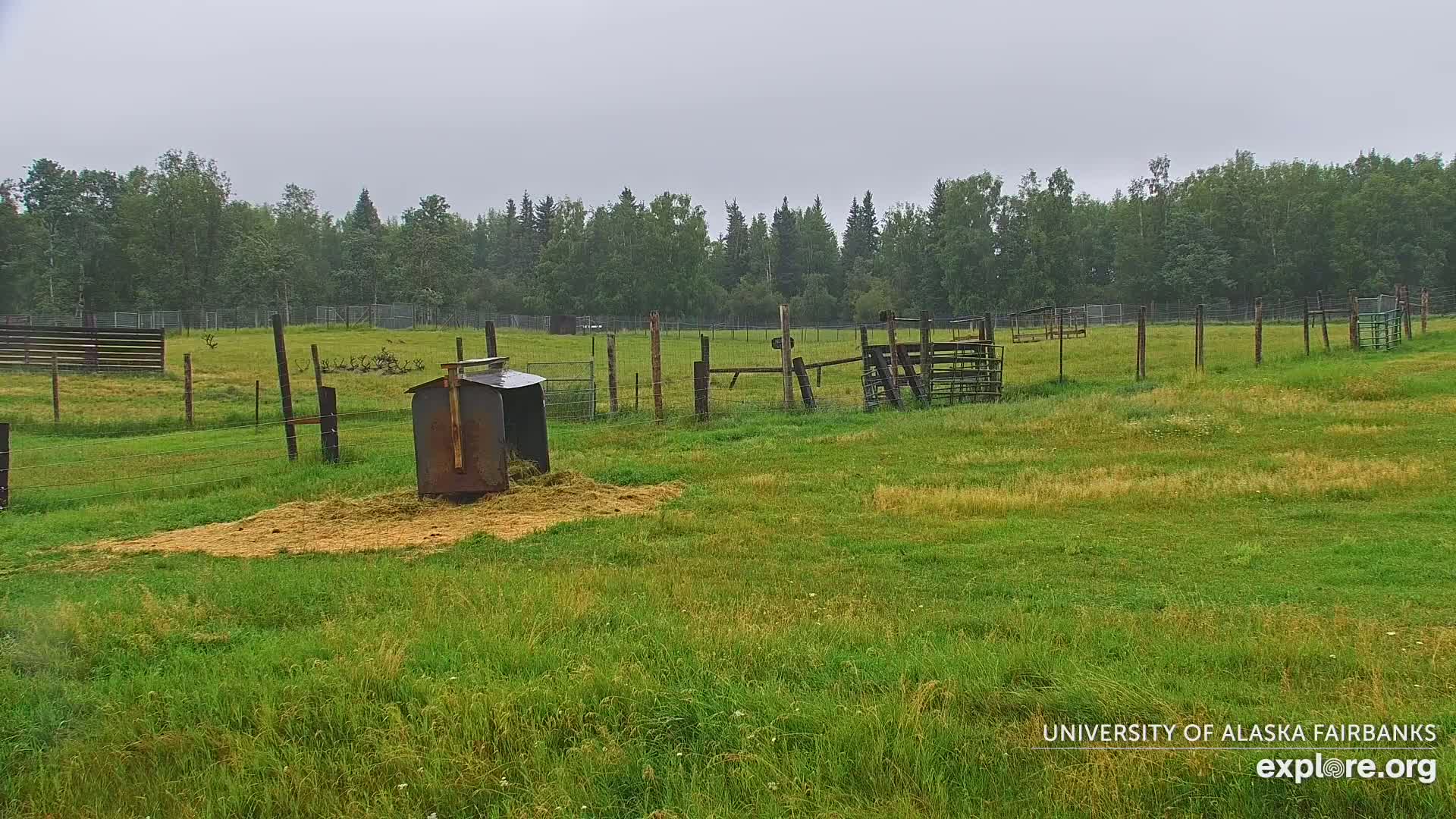 University of Alaska Fairbanks Large Animal Research Station Musk Ox Farm Live Cam - Musk Ox, College, Fairbanks North Star, Alaska, USA