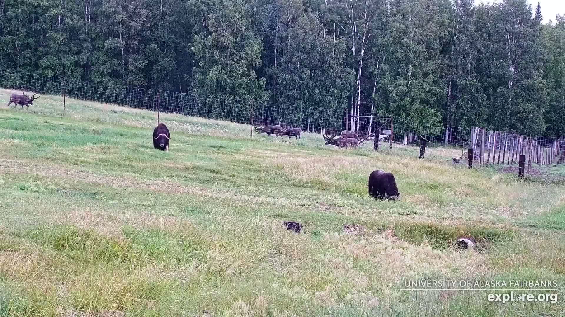 University of Alaska Fairbanks Large Animal Research Station Musk Ox Farm Live Cam - Musk Ox, College, Fairbanks North Star, Alaska, USA