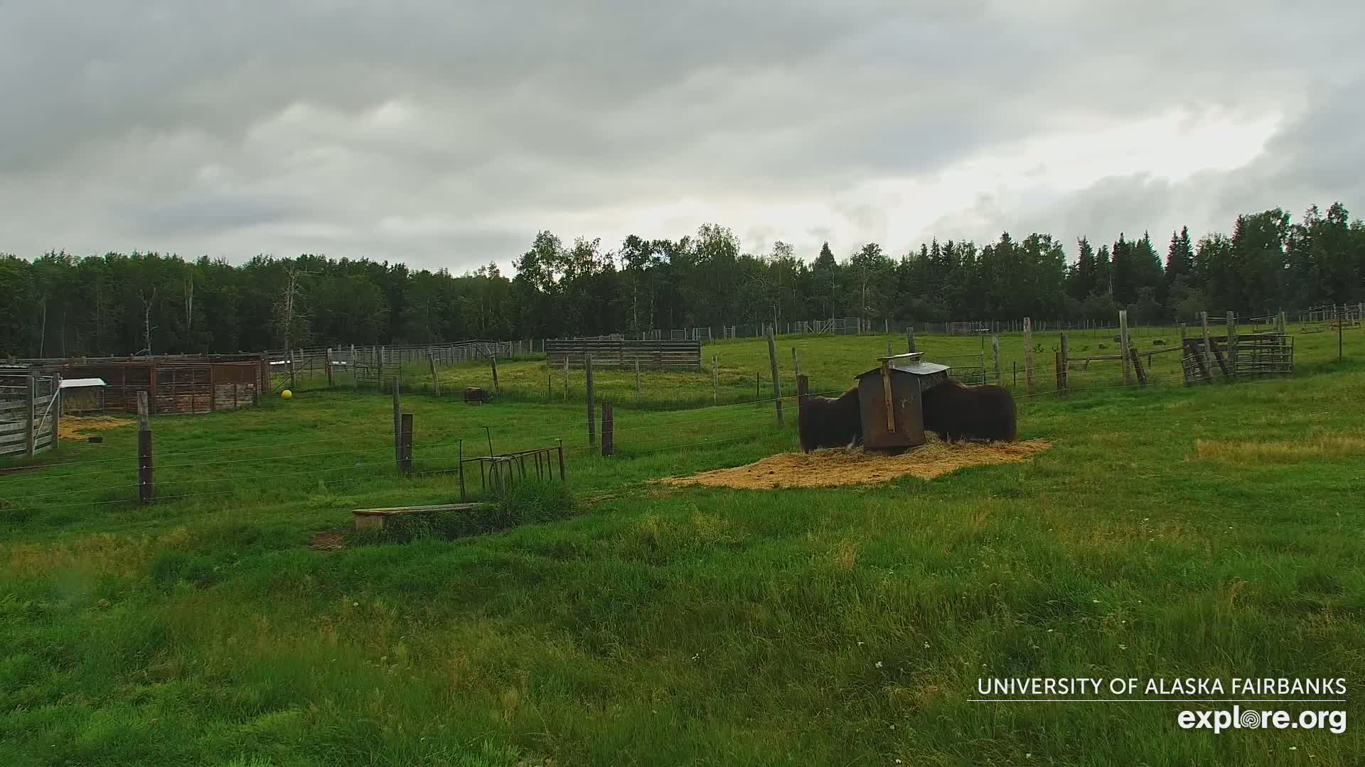 A dark-colored bear feeds near a small structure in a grassy enclosure surrounded by a fence and trees under a cloudy sky.