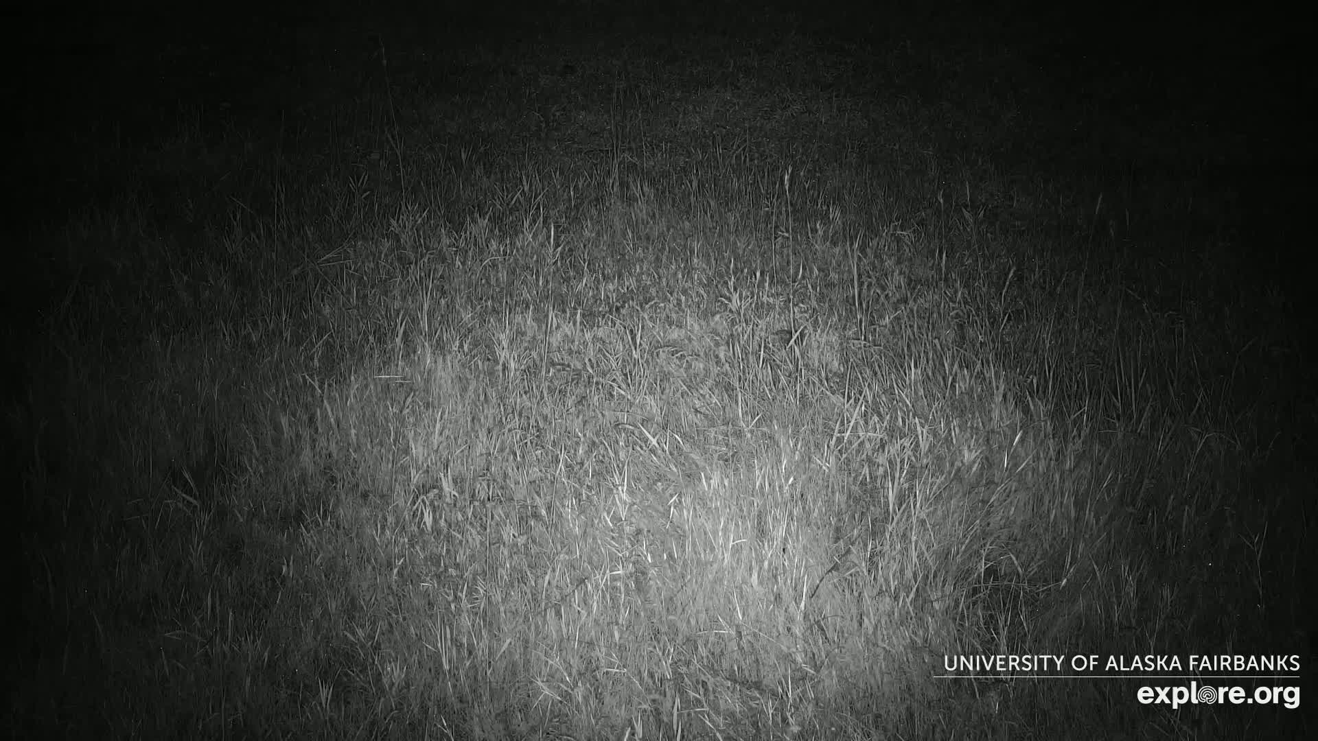 University of Alaska Fairbanks Large Animal Research Station Musk Ox Farm Live Cam - Musk Ox, College, Fairbanks North Star, Alaska, USA