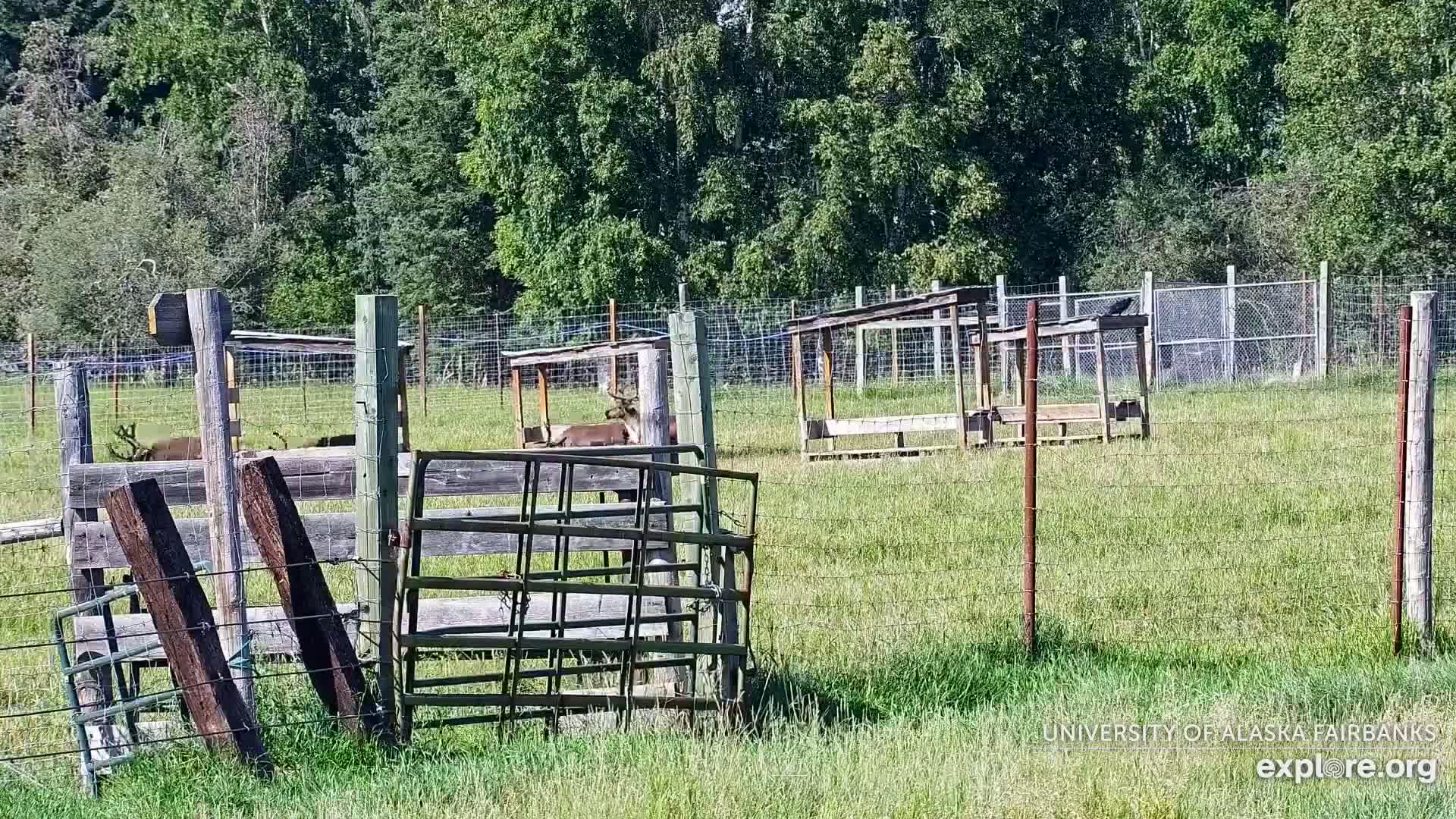 University of Alaska Fairbanks Large Animal Research Station Musk Ox Farm Live Cam - Musk Ox, College, Fairbanks North Star, Alaska, USA