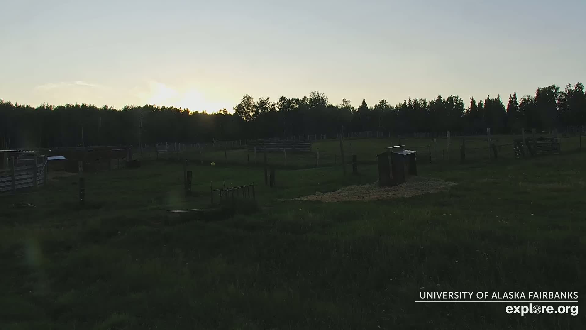 University of Alaska Fairbanks Large Animal Research Station Musk Ox Farm Live Cam - Musk Ox, College, Fairbanks North Star, Alaska, USA