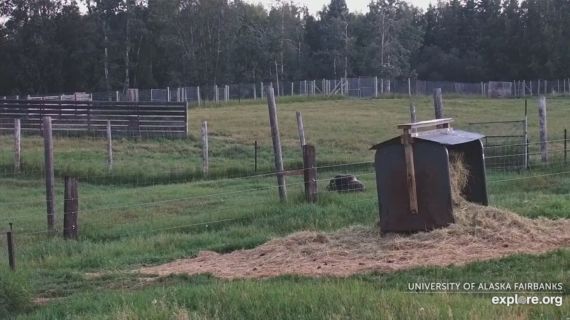 University of Alaska Fairbanks Large Animal Research Station Musk Ox Farm Live Cam - Musk Ox, College, Fairbanks North Star, Alaska, USA
