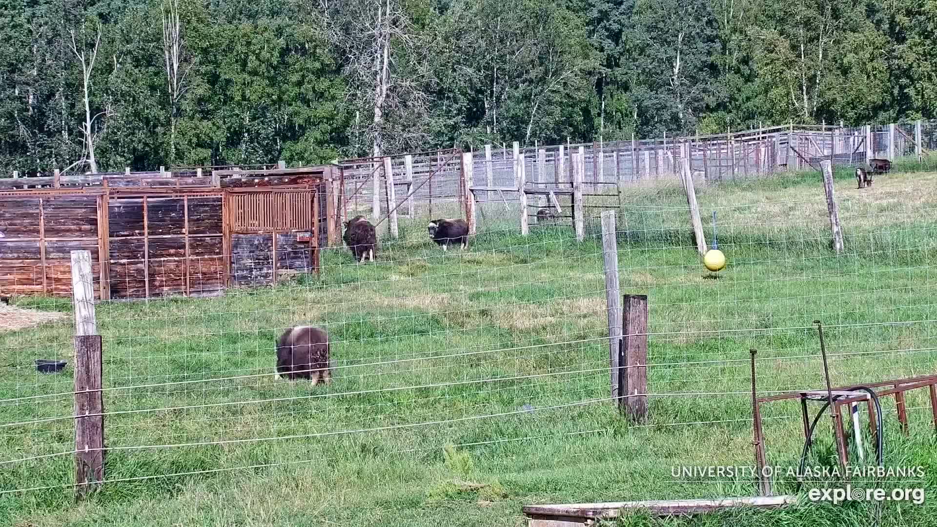 University of Alaska Fairbanks Large Animal Research Station Musk Ox Farm Live Cam - Musk Ox, College, Fairbanks North Star, Alaska, USA