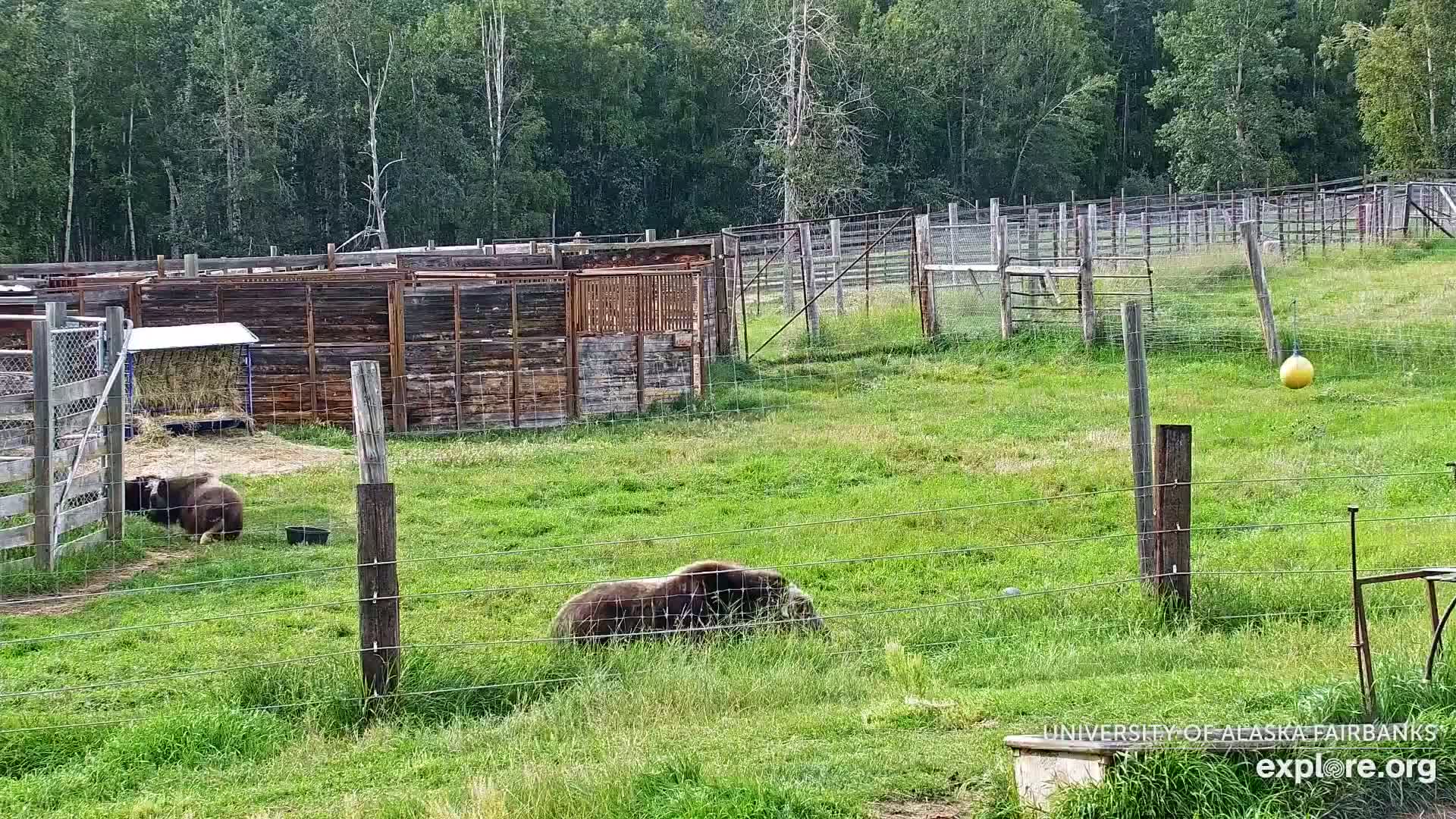 University of Alaska Fairbanks Large Animal Research Station Musk Ox Farm Live Cam - Musk Ox, College, Fairbanks North Star, Alaska, USA