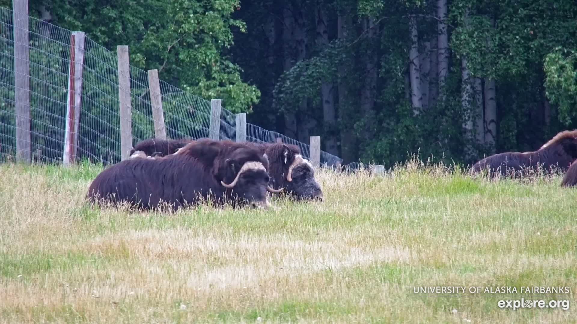 University of Alaska Fairbanks Large Animal Research Station Musk Ox Farm Live Cam - Musk Ox, College, Fairbanks North Star, Alaska, USA