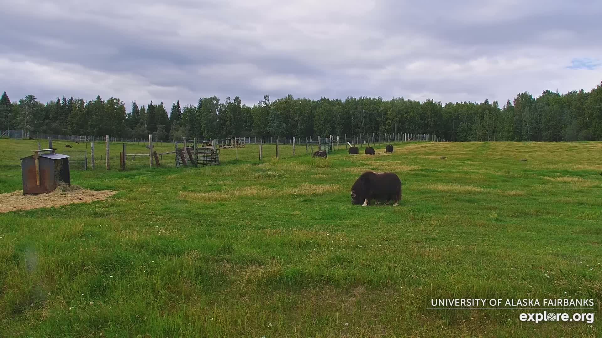 University of Alaska Fairbanks Large Animal Research Station Musk Ox Farm Live Cam - Musk Ox, College, Fairbanks North Star, Alaska, USA