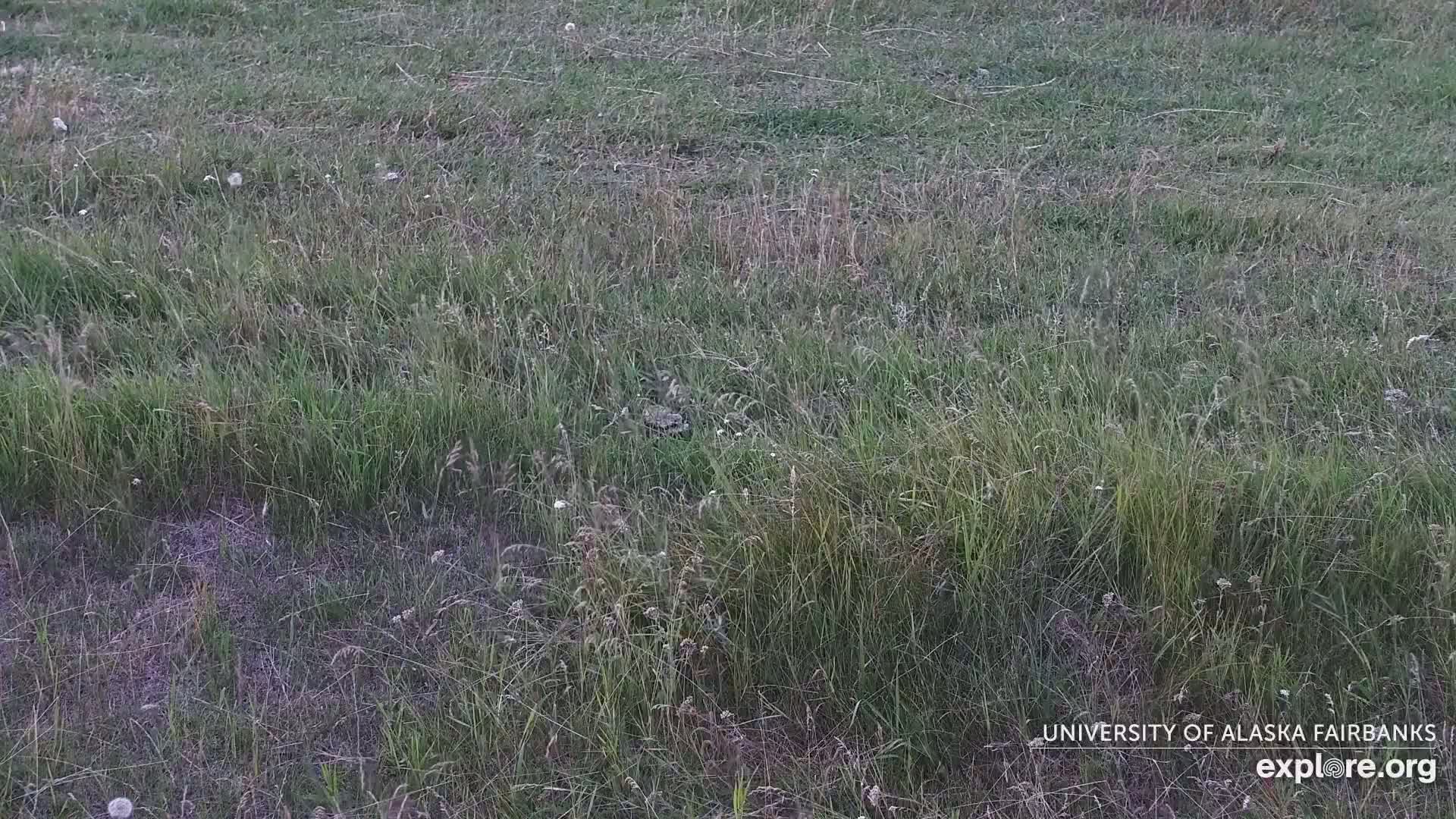 A field of tall grass with some scattered white flowers is visible in the image.