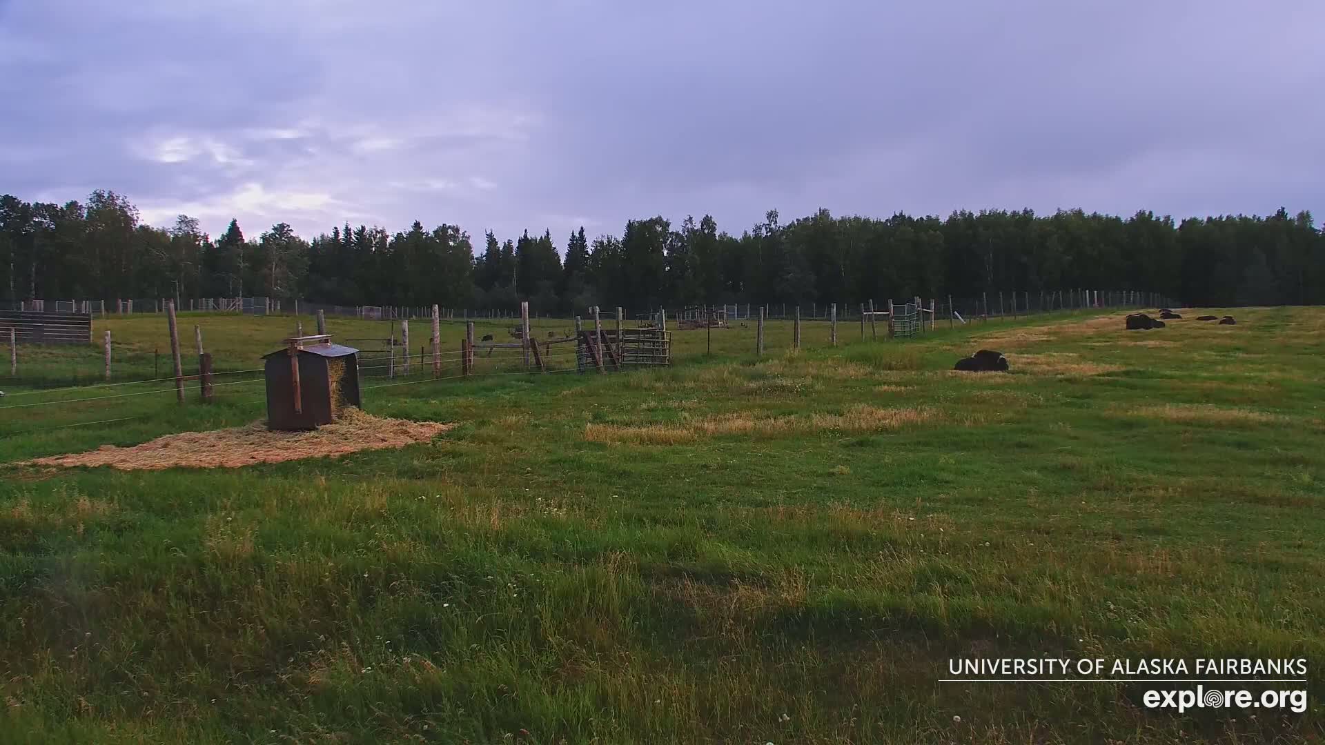 University of Alaska Fairbanks Large Animal Research Station Musk Ox Farm Live Cam - Musk Ox, College, Fairbanks North Star, Alaska, USA
