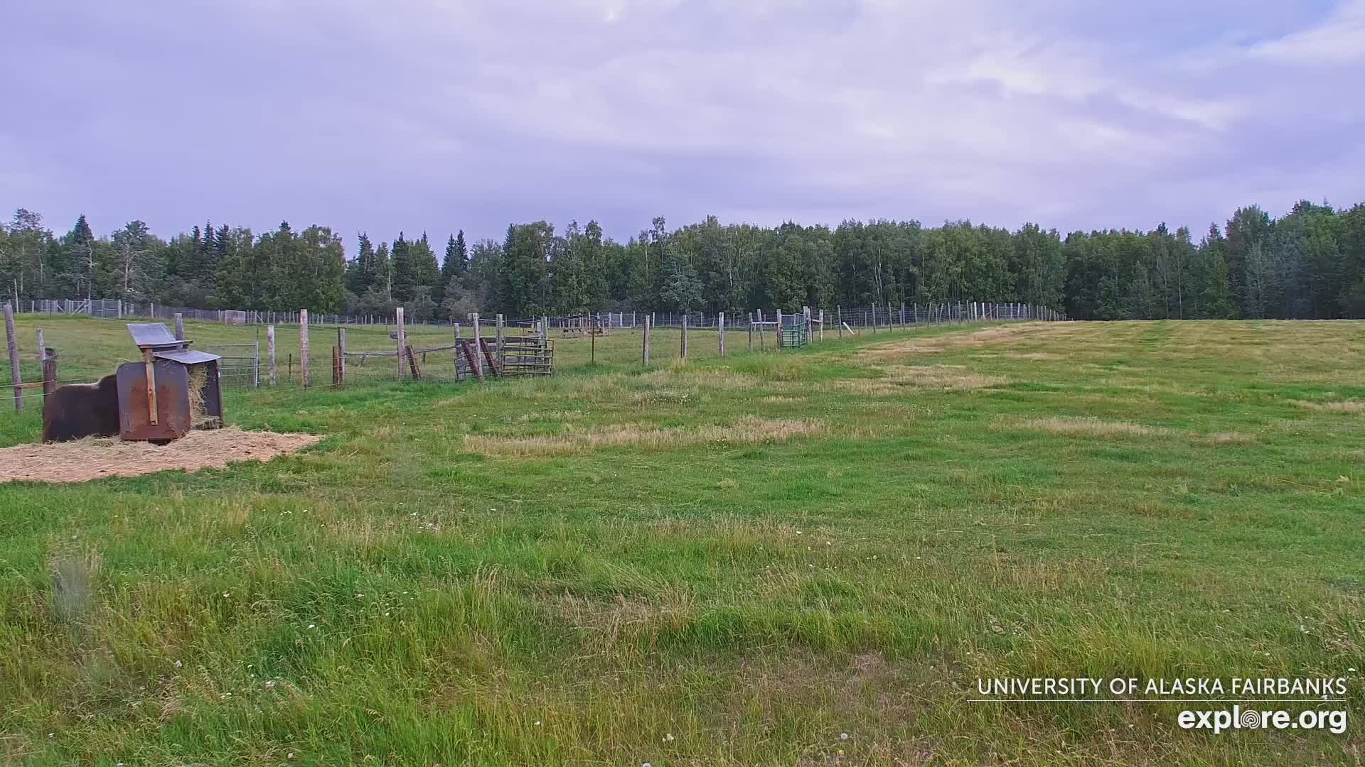 University of Alaska Fairbanks Large Animal Research Station Musk Ox Farm Live Cam - Musk Ox, College, Fairbanks North Star, Alaska, USA