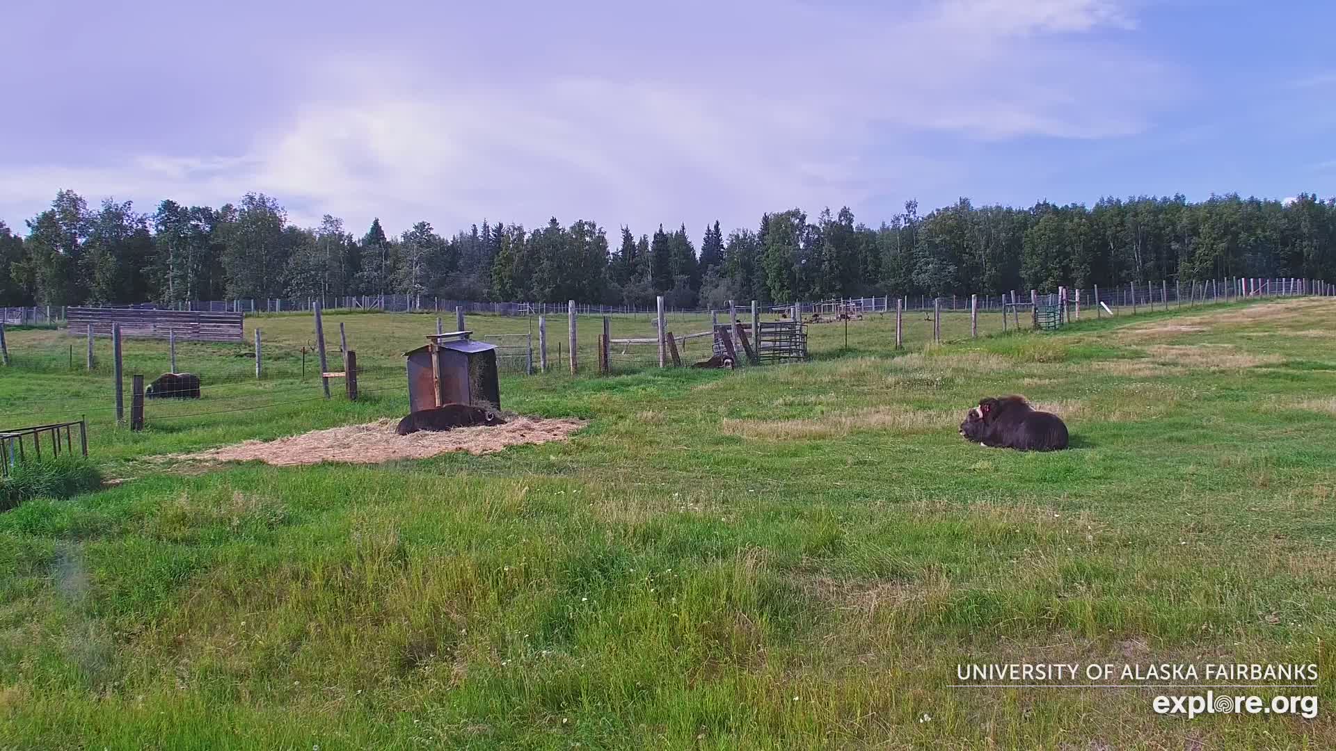 University of Alaska Fairbanks Large Animal Research Station Musk Ox Farm Live Cam - Musk Ox, College, Fairbanks North Star, Alaska, USA