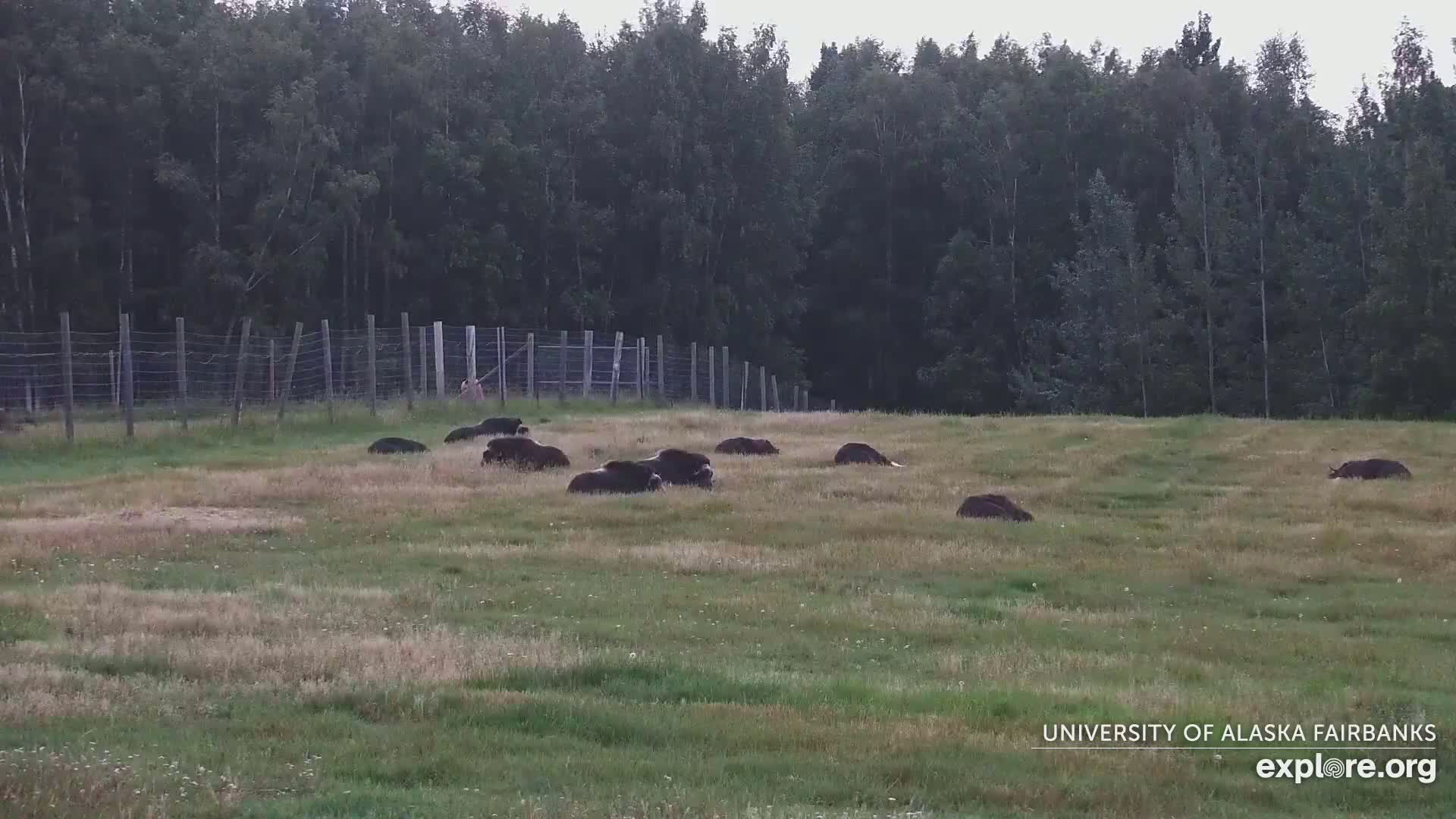 University of Alaska Fairbanks Large Animal Research Station Musk Ox Farm Live Cam - Musk Ox, College, Fairbanks North Star, Alaska, USA