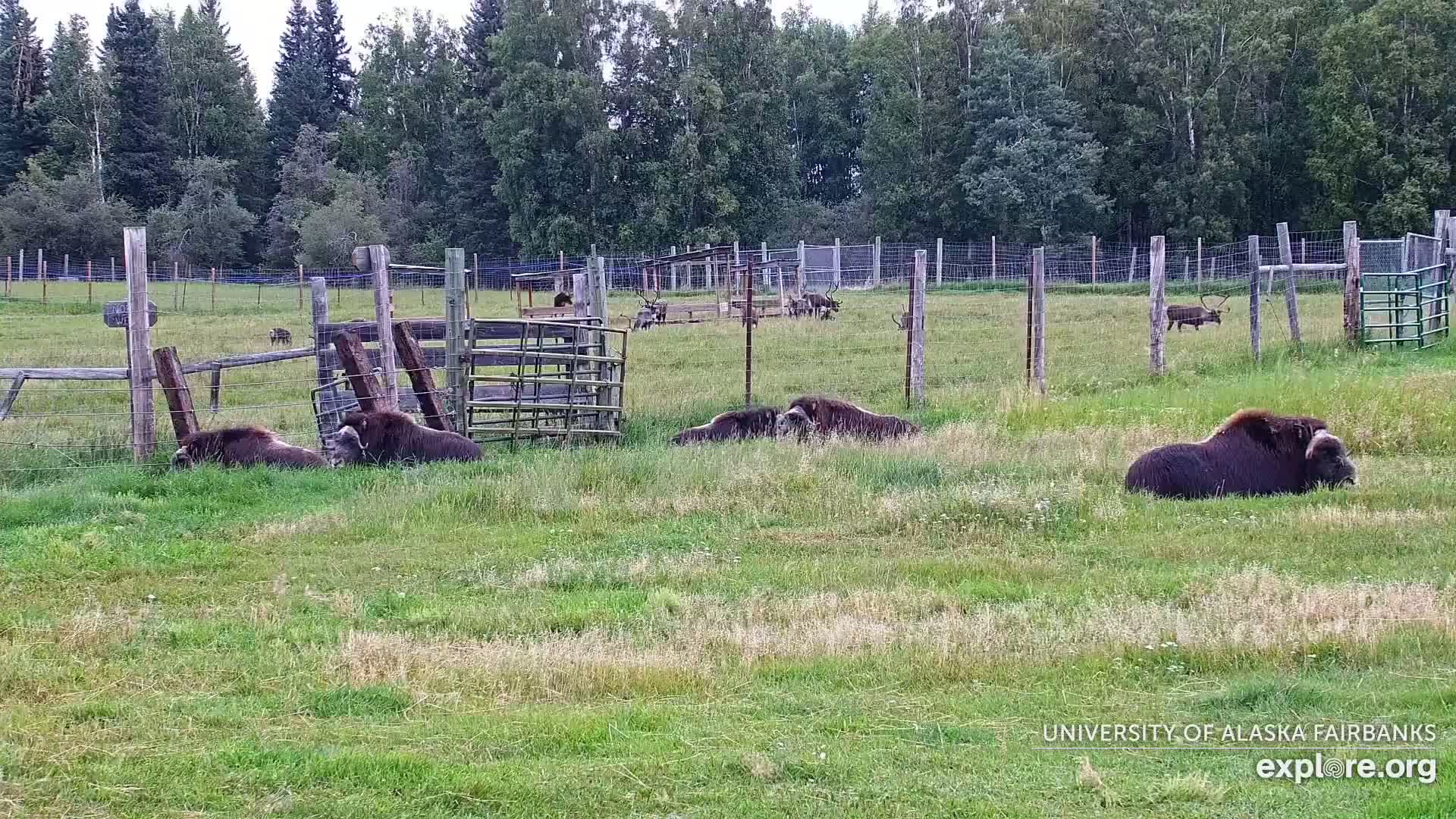 University of Alaska Fairbanks Large Animal Research Station Musk Ox Farm Live Cam - Musk Ox, College, Fairbanks North Star, Alaska, USA