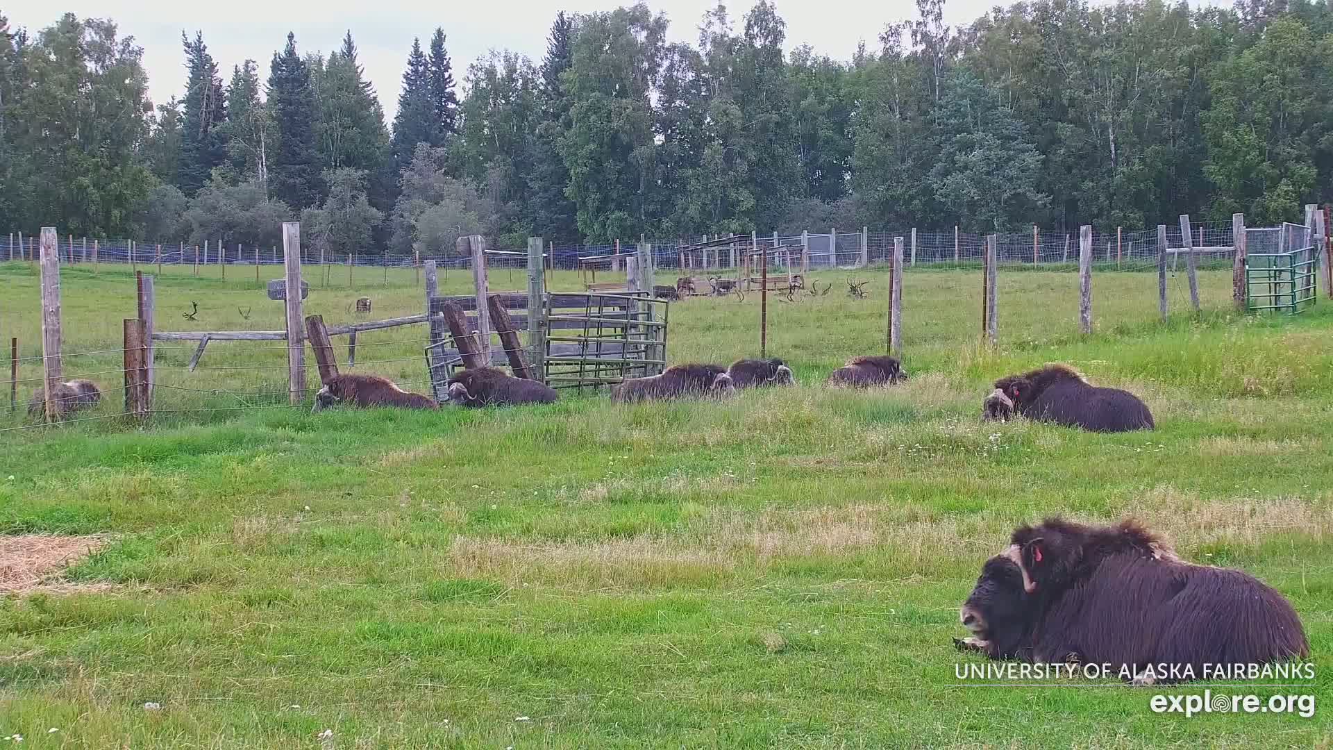 University of Alaska Fairbanks Large Animal Research Station Musk Ox Farm Live Cam - Musk Ox, College, Fairbanks North Star, Alaska, USA