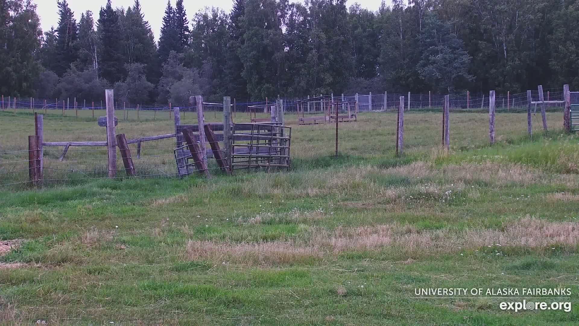 University of Alaska Fairbanks Large Animal Research Station Musk Ox Farm Live Cam - Musk Ox, College, Fairbanks North Star, Alaska, USA