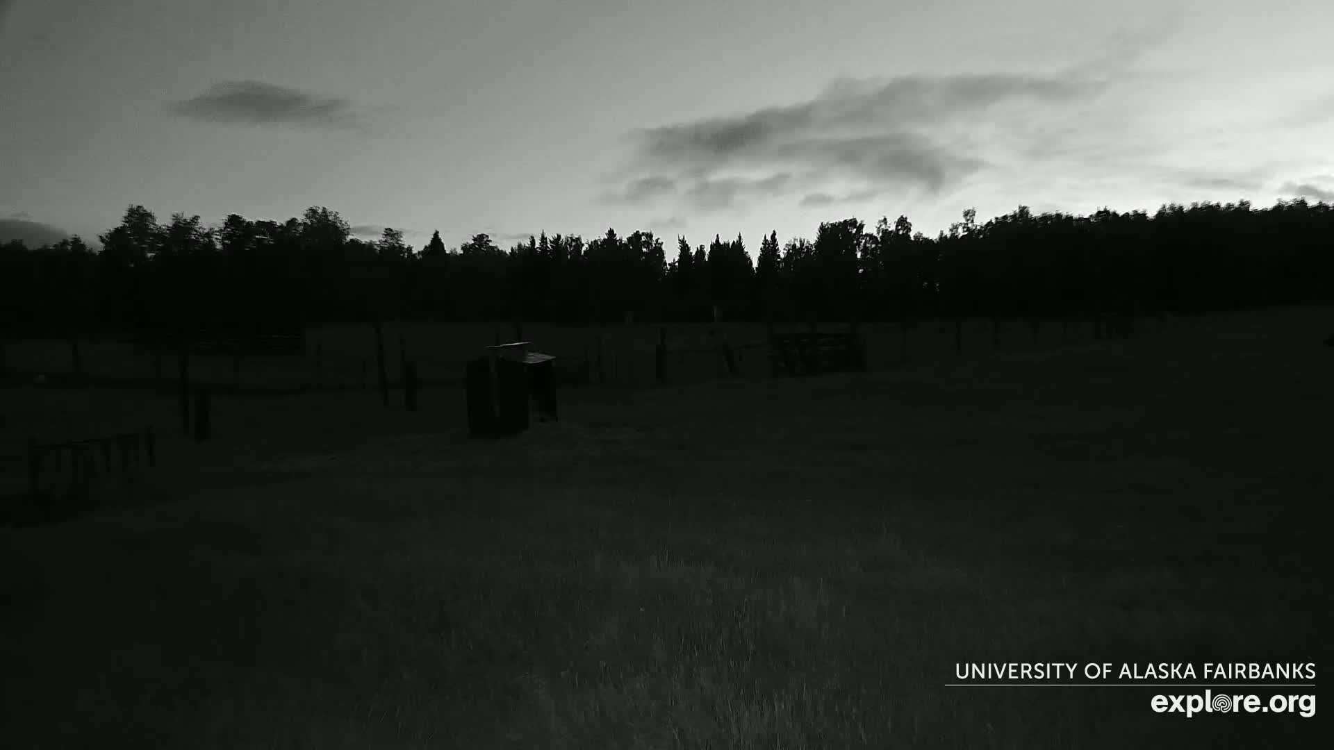 University of Alaska Fairbanks Large Animal Research Station Musk Ox Farm Live Cam - Musk Ox, College, Fairbanks North Star, Alaska, USA
