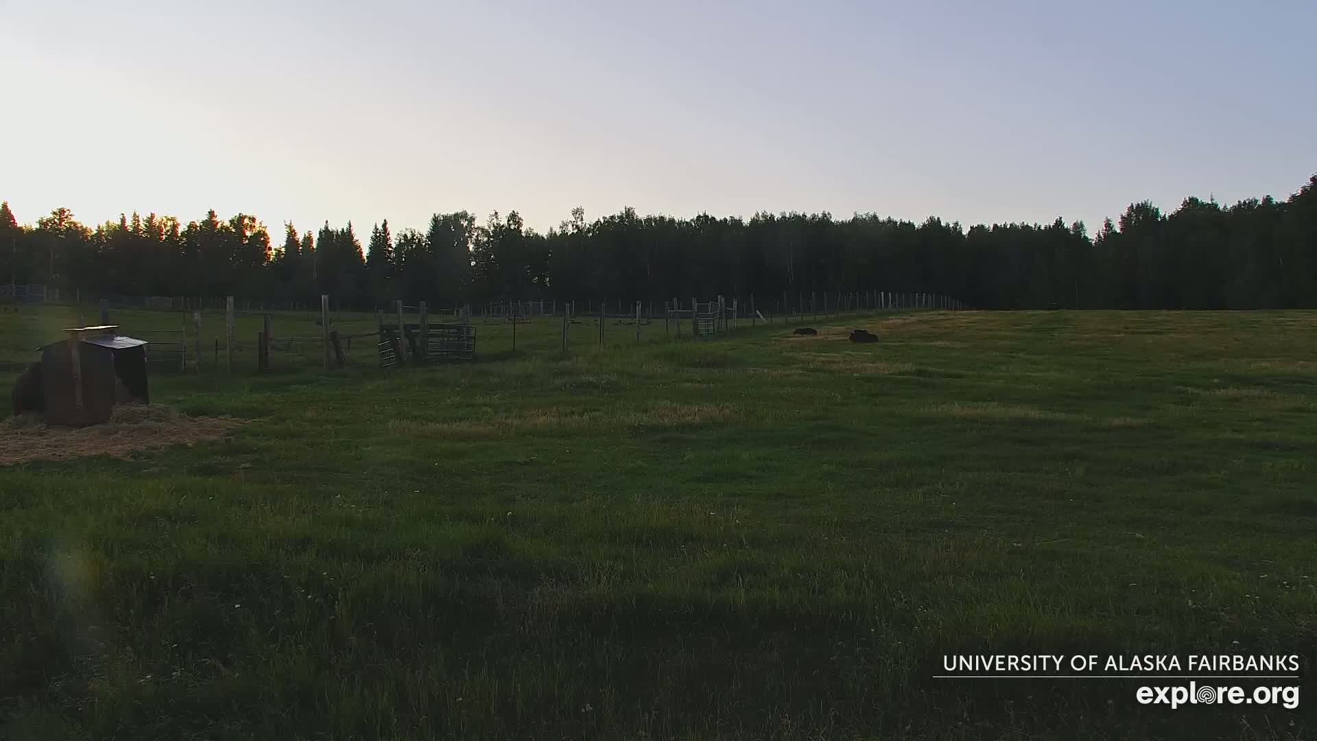 University of Alaska Fairbanks Large Animal Research Station Musk Ox Farm Live Cam - Musk Ox, College, Fairbanks North Star, Alaska, USA