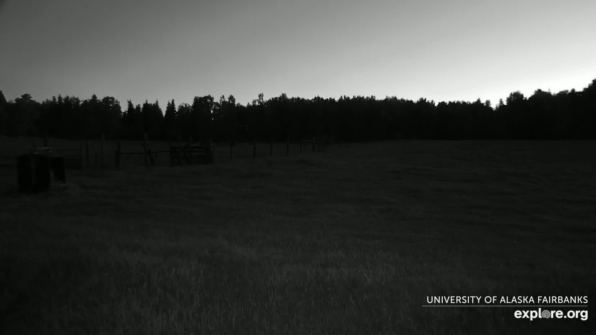 University of Alaska Fairbanks Large Animal Research Station Musk Ox Farm Live Cam - Musk Ox, College, Fairbanks North Star, Alaska, USA
