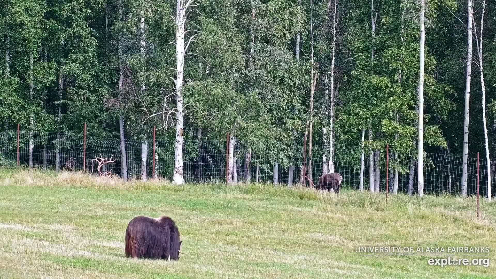 University of Alaska Fairbanks Large Animal Research Station Musk Ox Farm Live Cam - Musk Ox, College, Fairbanks North Star, Alaska, USA