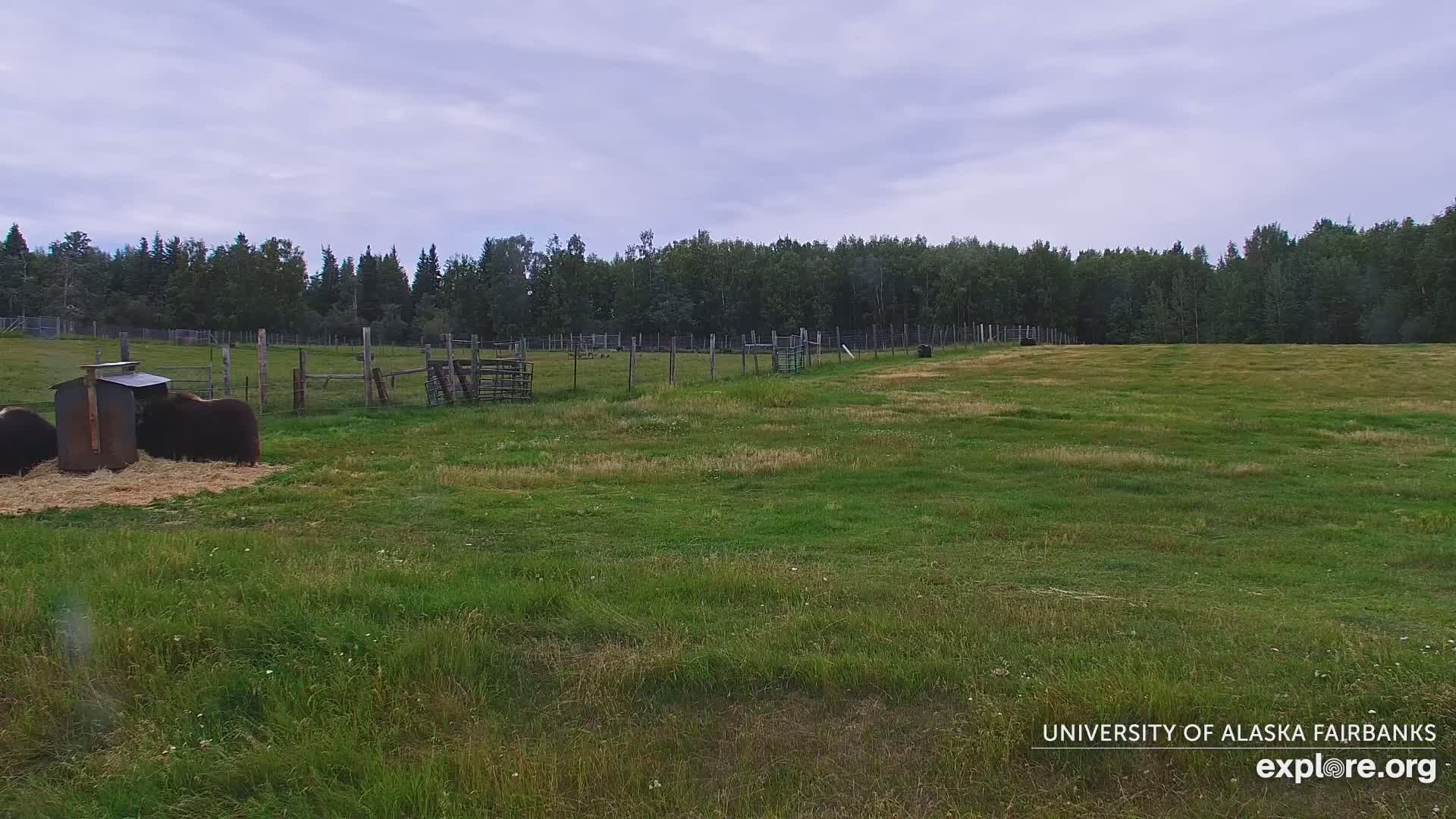 University of Alaska Fairbanks Large Animal Research Station Musk Ox Farm Live Cam - Musk Ox, College, Fairbanks North Star, Alaska, USA