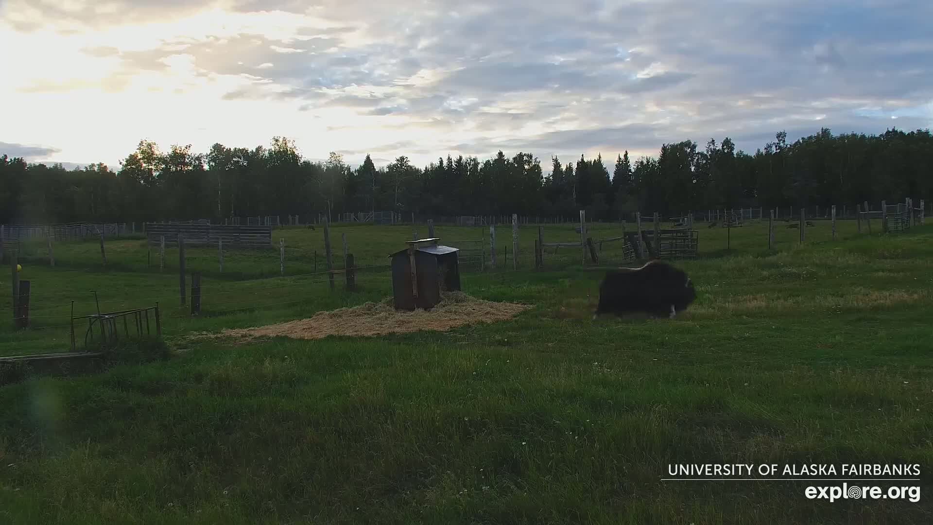 University of Alaska Fairbanks Large Animal Research Station Musk Ox Farm Live Cam - Musk Ox, College, Fairbanks North Star, Alaska, USA
