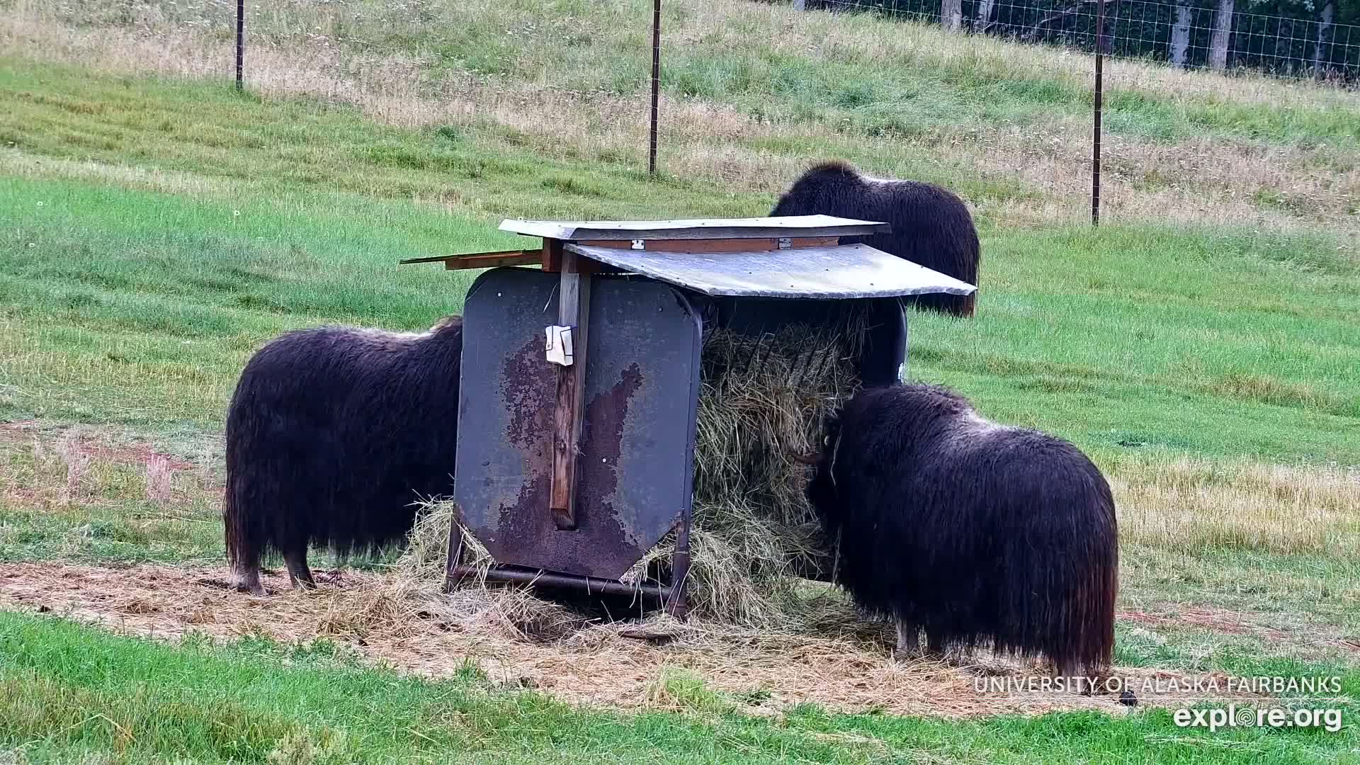 University of Alaska Fairbanks Large Animal Research Station Musk Ox Farm Live Cam - Musk Ox, College, Fairbanks North Star, Alaska, USA