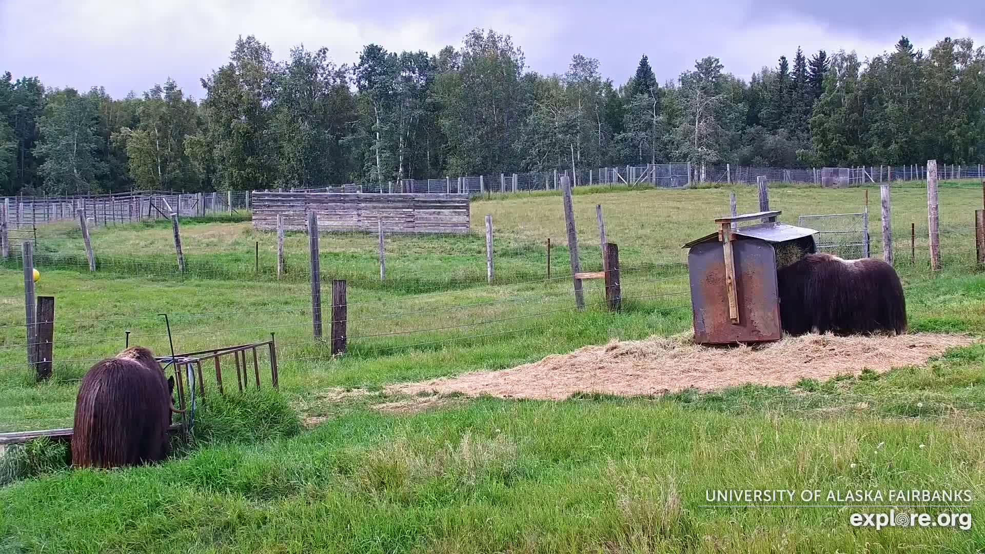 University of Alaska Fairbanks Large Animal Research Station Musk Ox Farm Live Cam - Musk Ox, College, Fairbanks North Star, Alaska, USA