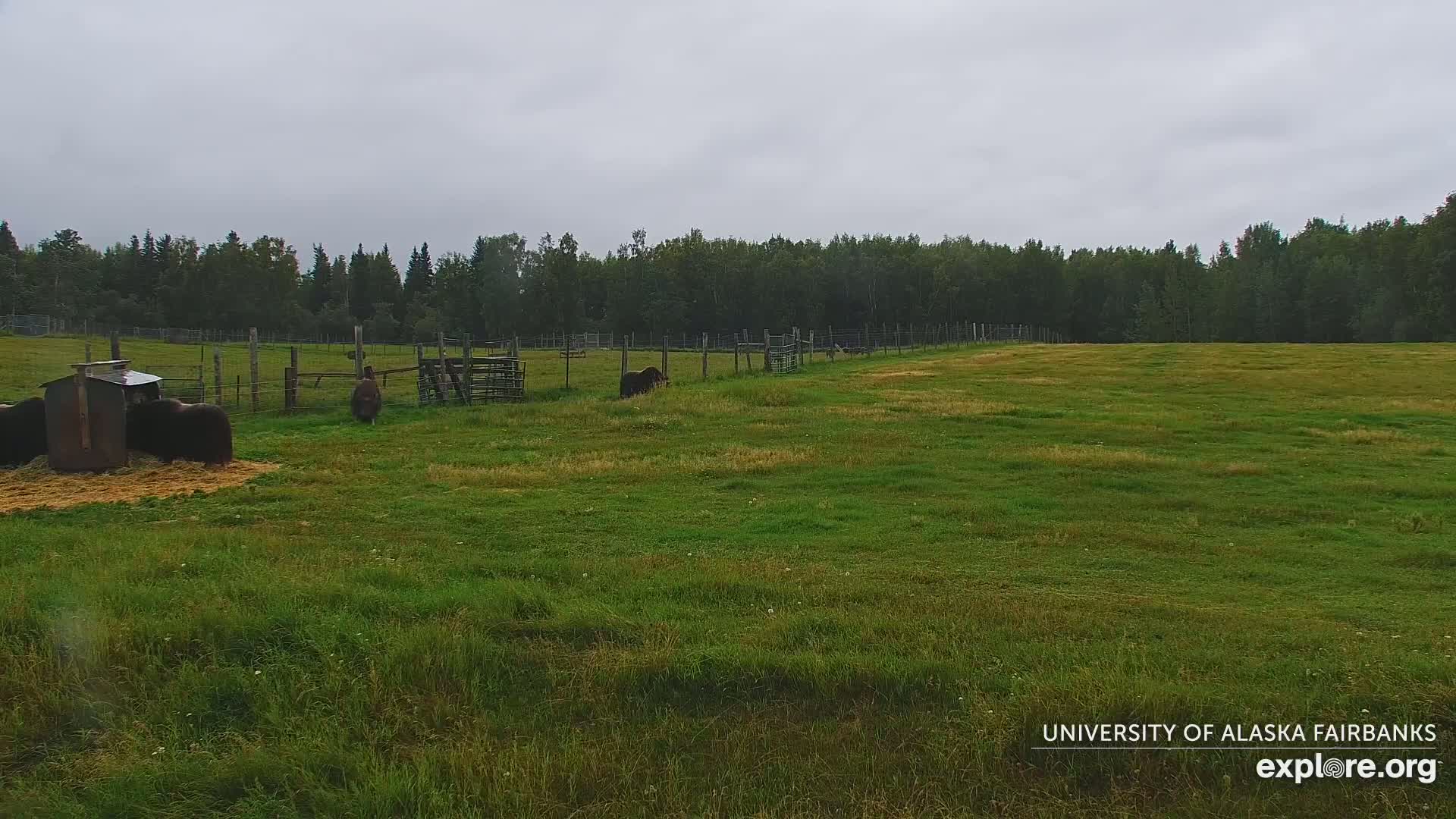 University of Alaska Fairbanks Large Animal Research Station Musk Ox Farm Live Cam - Musk Ox, College, Fairbanks North Star, Alaska, USA