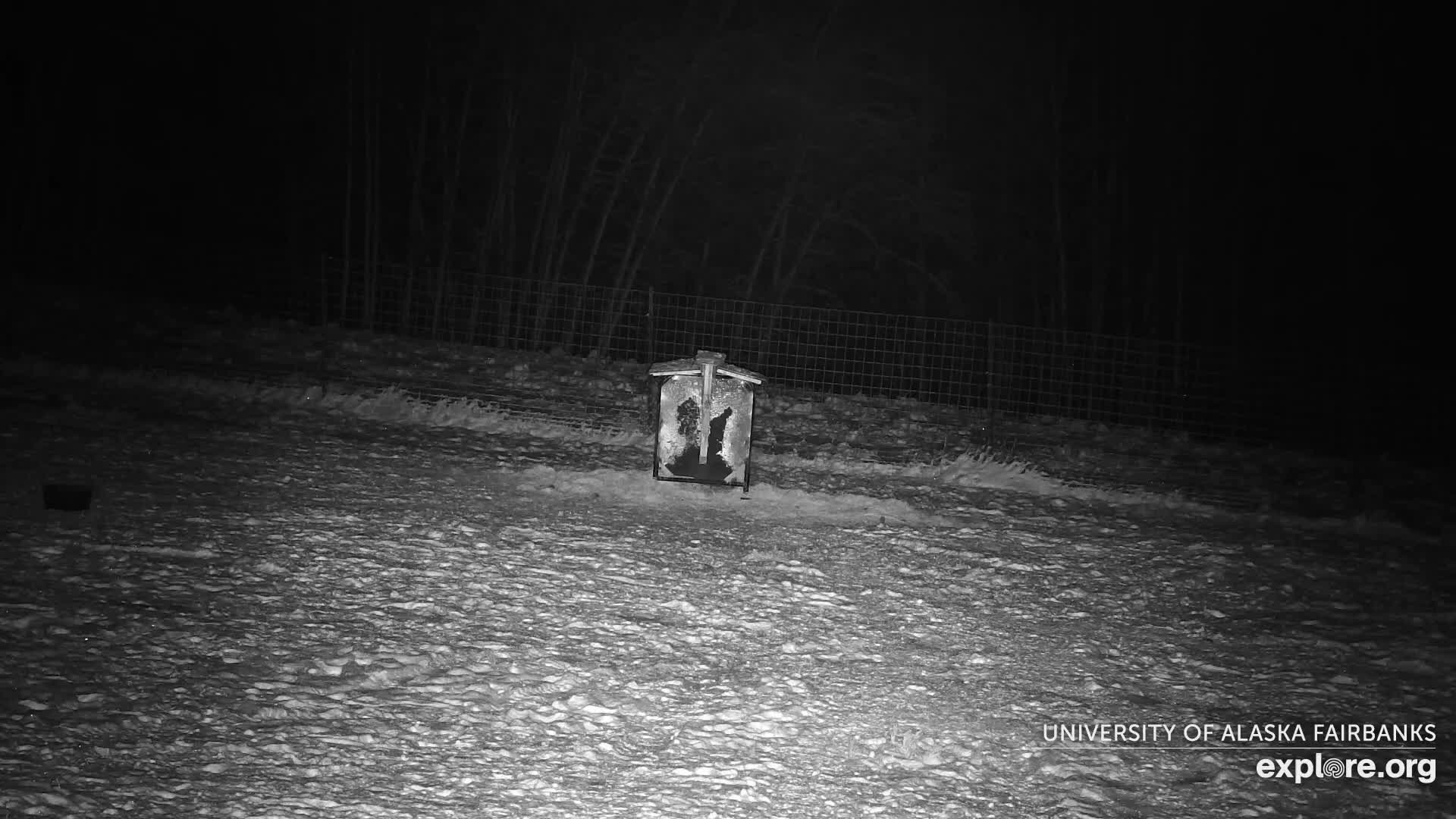 University of Alaska Fairbanks Large Animal Research Station Musk Ox Farm Live Cam - Musk Ox, College, Fairbanks North Star, Alaska, USA
