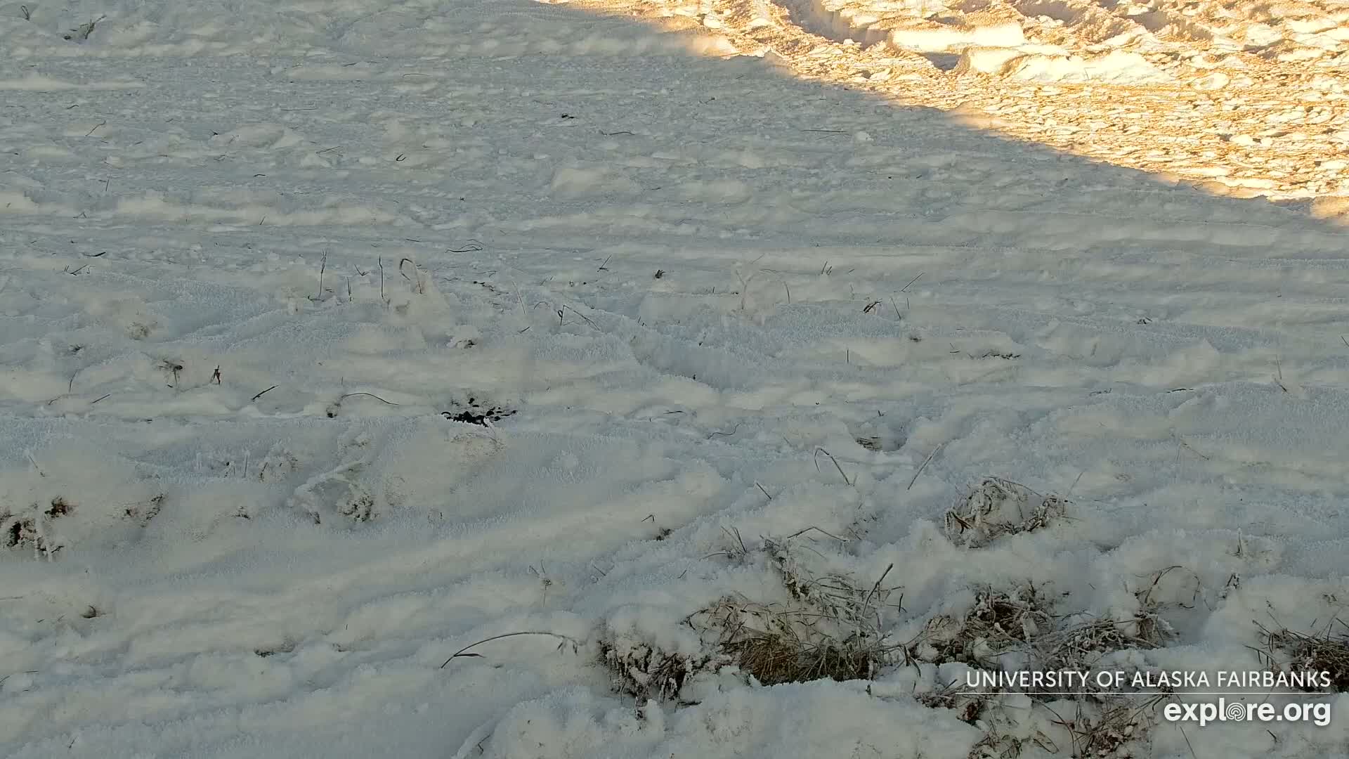 University of Alaska Fairbanks Large Animal Research Station Musk Ox Farm Live Cam - Musk Ox, College, Fairbanks North Star, Alaska, USA