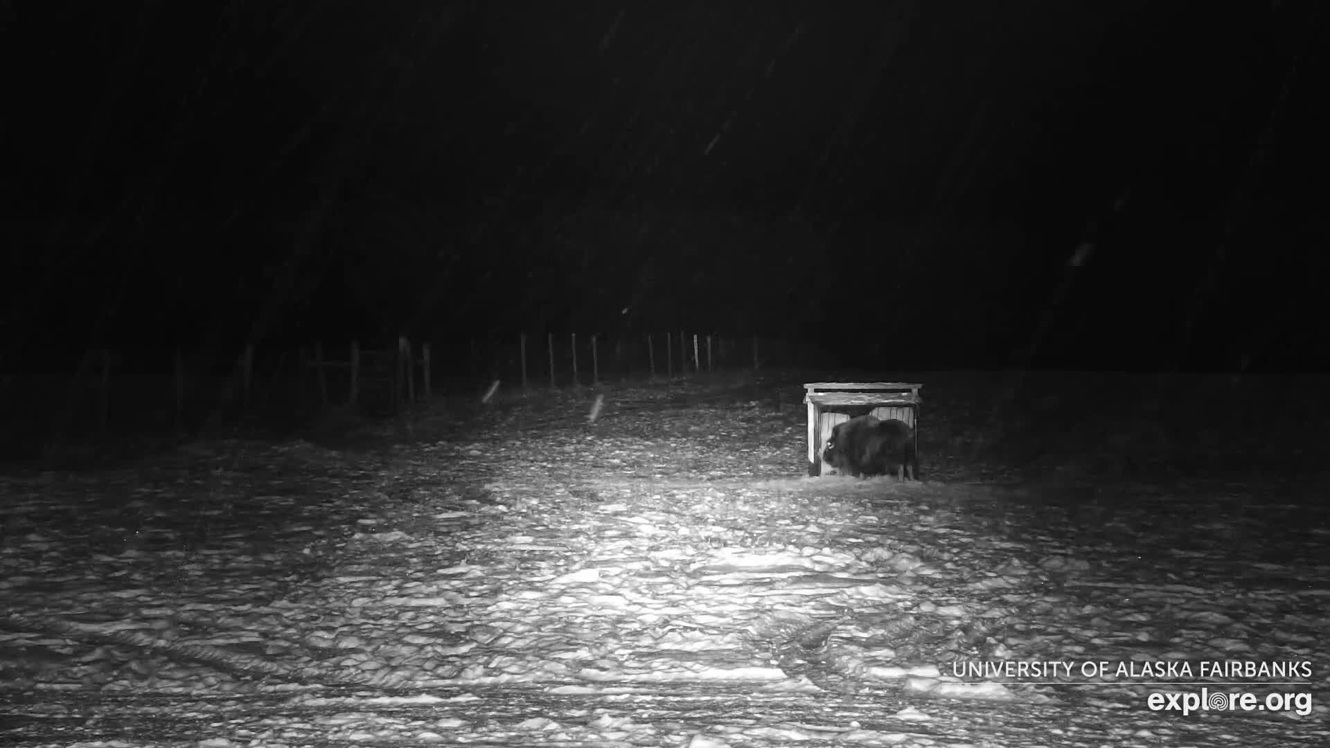 University of Alaska Fairbanks Large Animal Research Station Musk Ox Farm Live Cam - Musk Ox, College, Fairbanks North Star, Alaska, USA