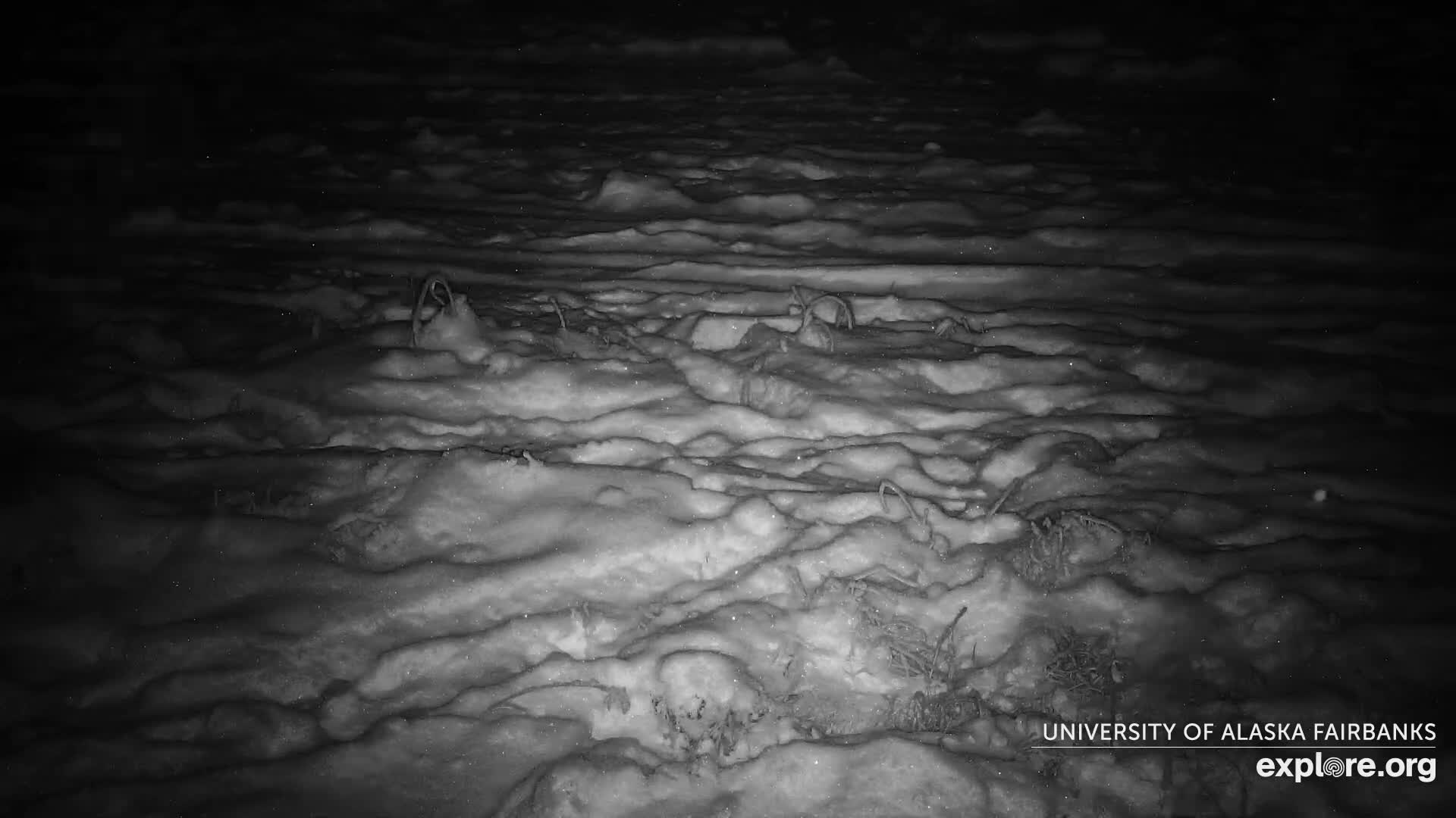 University of Alaska Fairbanks Large Animal Research Station Musk Ox Farm Live Cam - Musk Ox, College, Fairbanks North Star, Alaska, USA