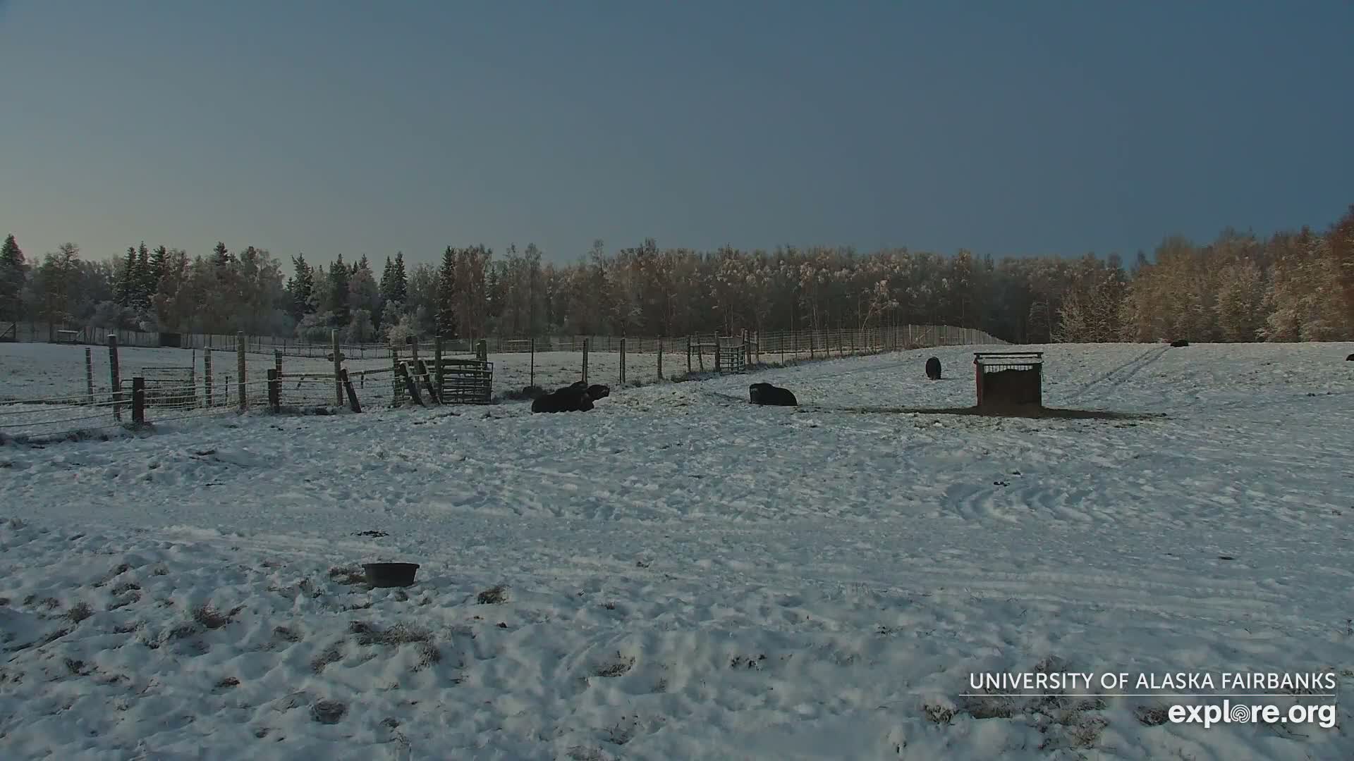 University of Alaska Fairbanks Large Animal Research Station Musk Ox Farm Live Cam - Musk Ox, College, Fairbanks North Star, Alaska, USA