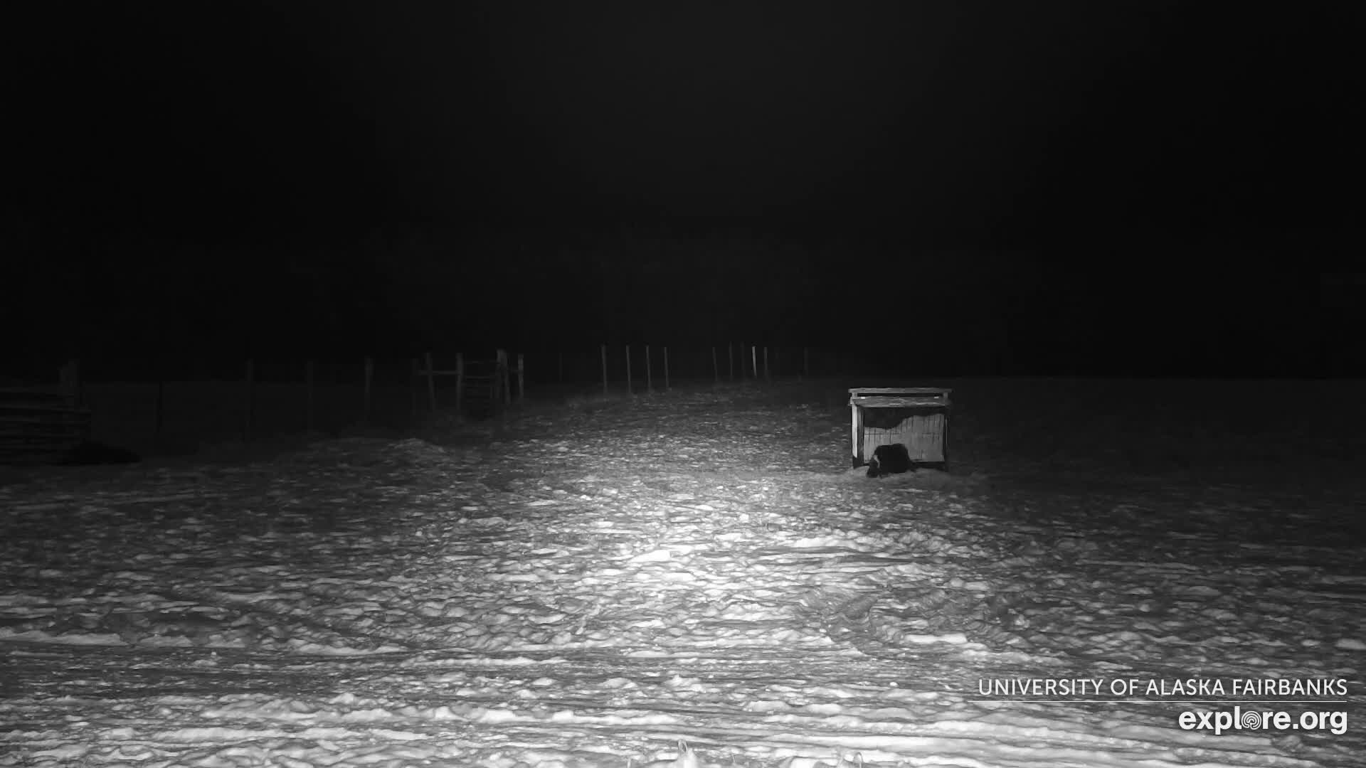 University of Alaska Fairbanks Large Animal Research Station Musk Ox Farm Live Cam - Musk Ox, College, Fairbanks North Star, Alaska, USA