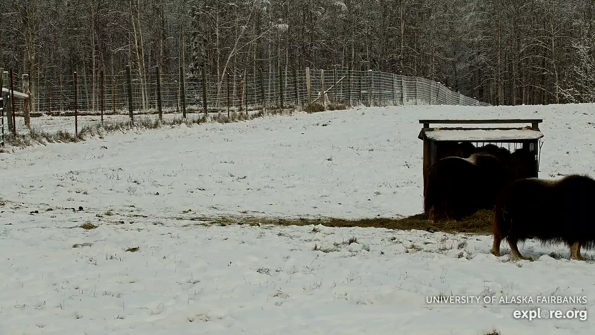 University of Alaska Fairbanks Large Animal Research Station Musk Ox Farm Live Cam - Musk Ox, College, Fairbanks North Star, Alaska, USA