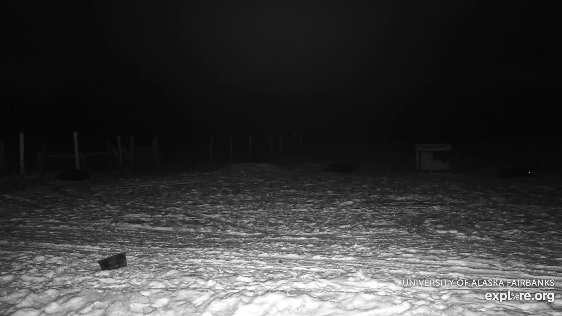 University of Alaska Fairbanks Large Animal Research Station Musk Ox Farm Live Cam - Musk Ox, College, Fairbanks North Star, Alaska, USA