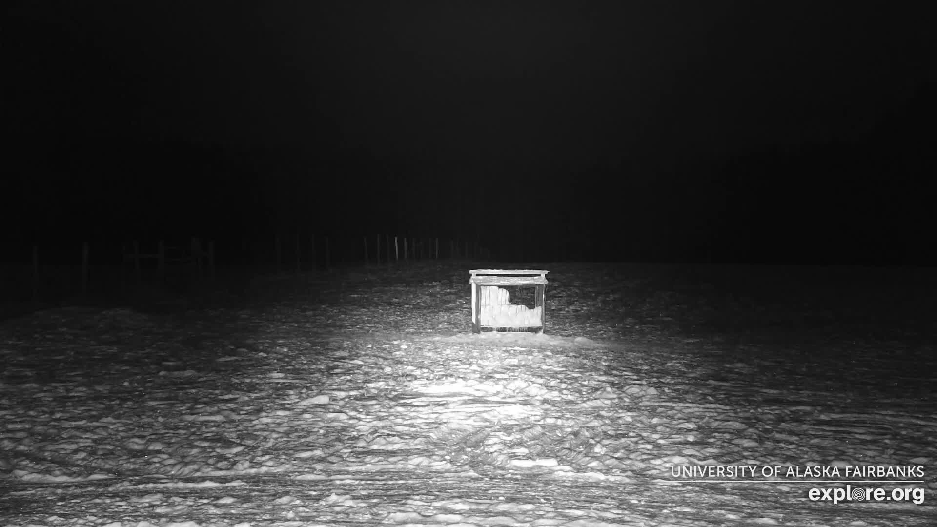 University of Alaska Fairbanks Large Animal Research Station Musk Ox Farm Live Cam - Musk Ox, College, Fairbanks North Star, Alaska, USA