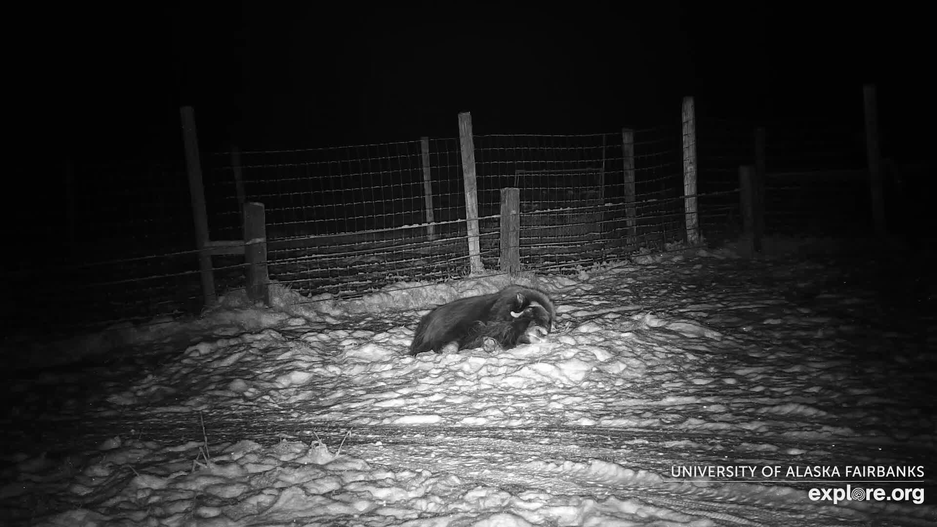 University of Alaska Fairbanks Large Animal Research Station Musk Ox Farm Live Cam - Musk Ox, College, Fairbanks North Star, Alaska, USA