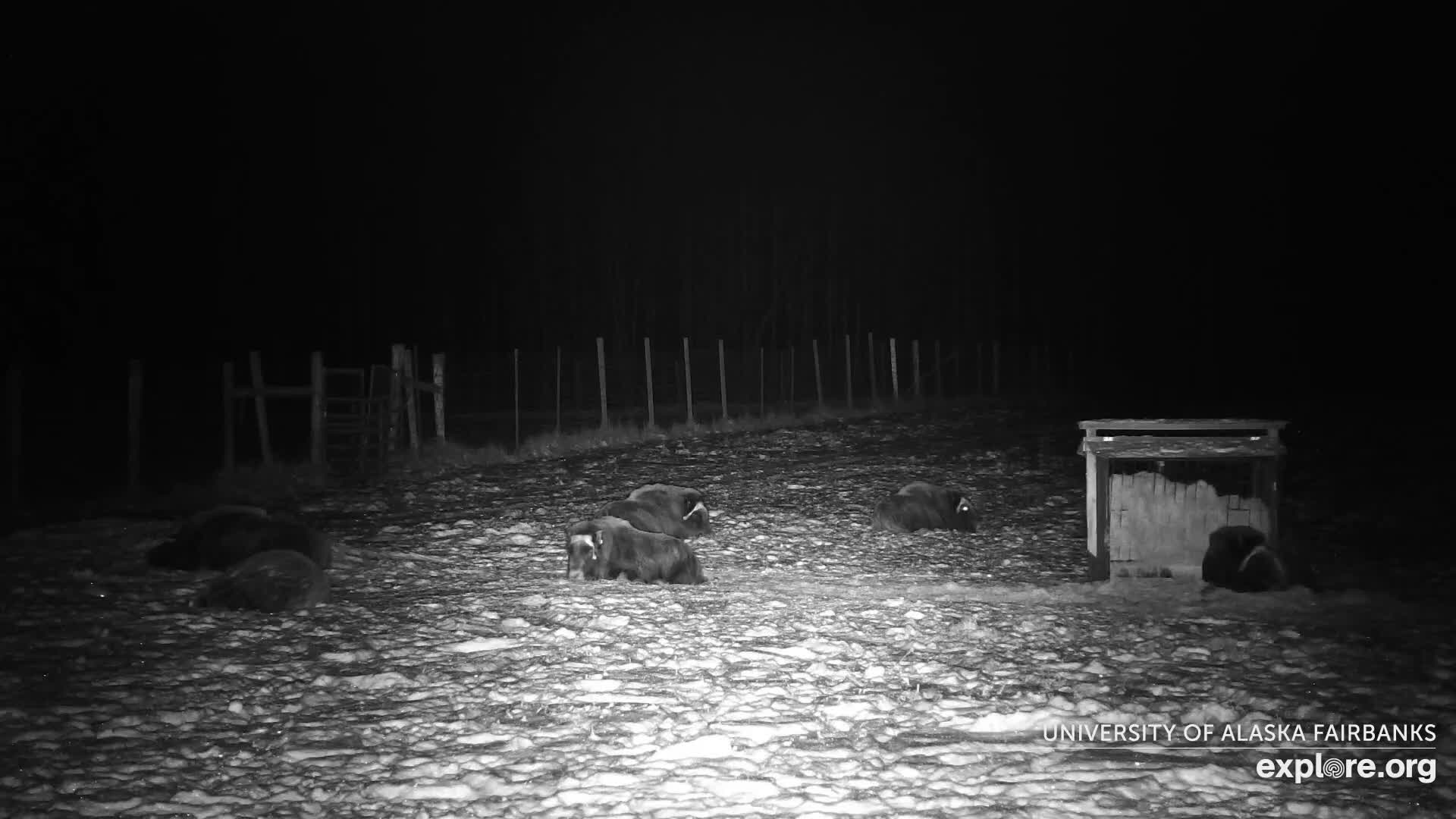 University of Alaska Fairbanks Large Animal Research Station Musk Ox Farm Live Cam - Musk Ox, College, Fairbanks North Star, Alaska, USA