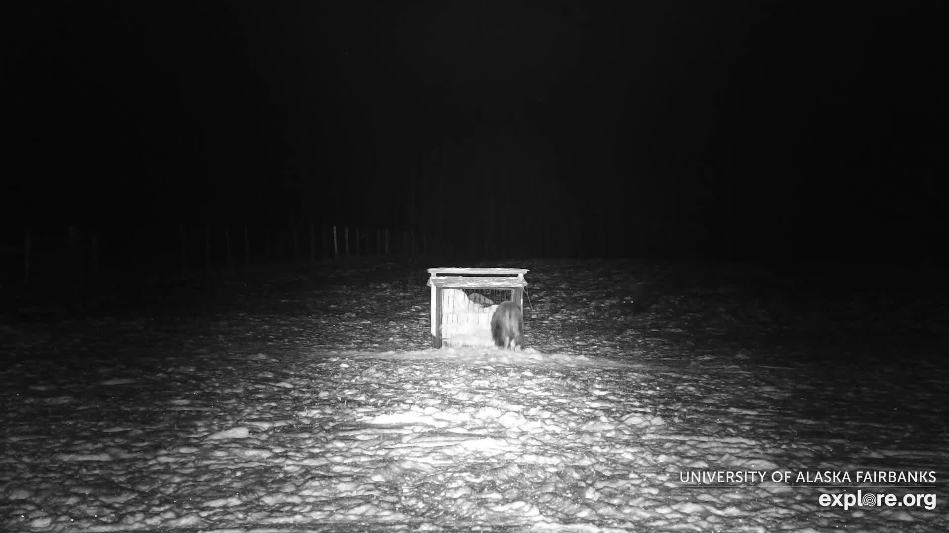 University of Alaska Fairbanks Large Animal Research Station Musk Ox Farm Live Cam - Musk Ox, College, Fairbanks North Star, Alaska, USA