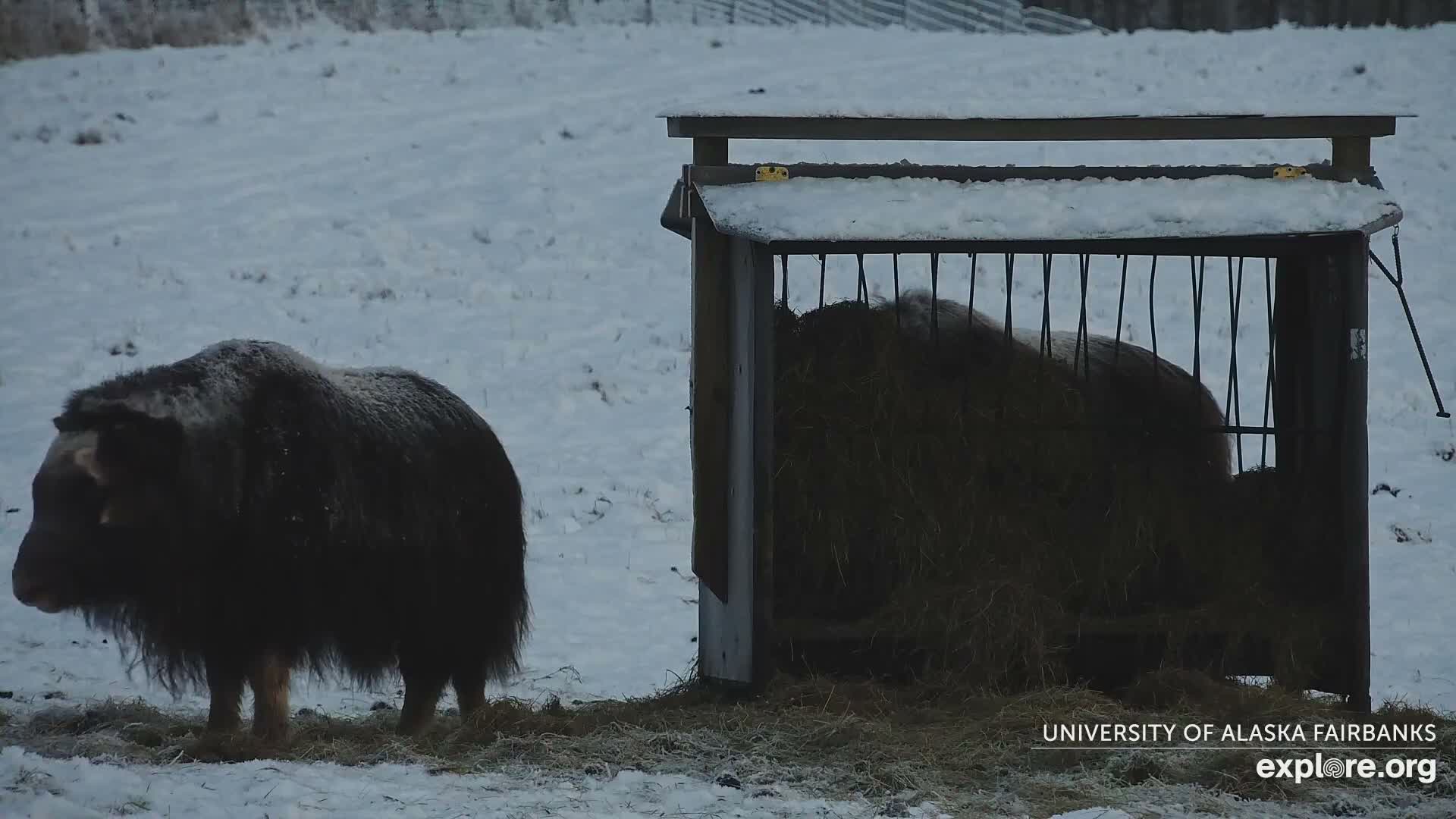 University of Alaska Fairbanks Large Animal Research Station Musk Ox Farm Live Cam - Musk Ox, College, Fairbanks North Star, Alaska, USA