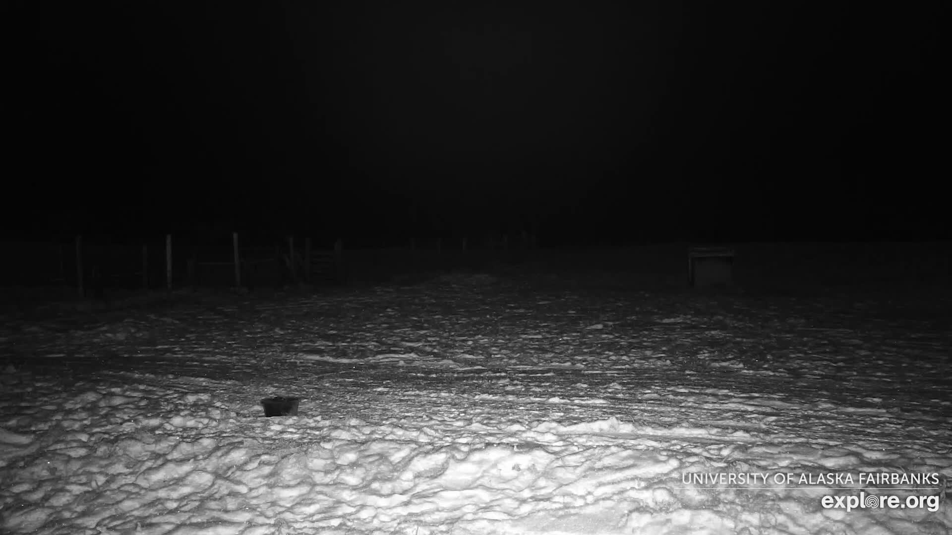 University of Alaska Fairbanks Large Animal Research Station Musk Ox Farm Live Cam - Musk Ox, College, Fairbanks North Star, Alaska, USA