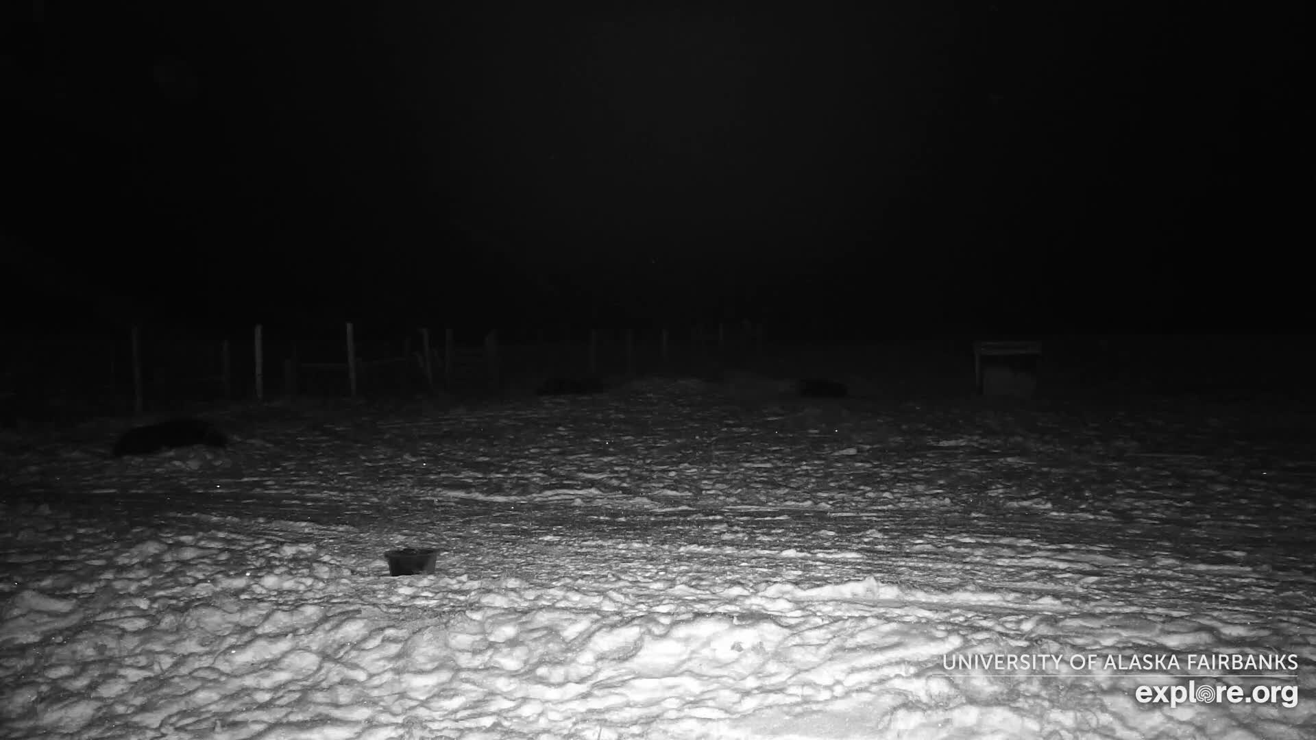 University of Alaska Fairbanks Large Animal Research Station Musk Ox Farm Live Cam - Musk Ox, College, Fairbanks North Star, Alaska, USA