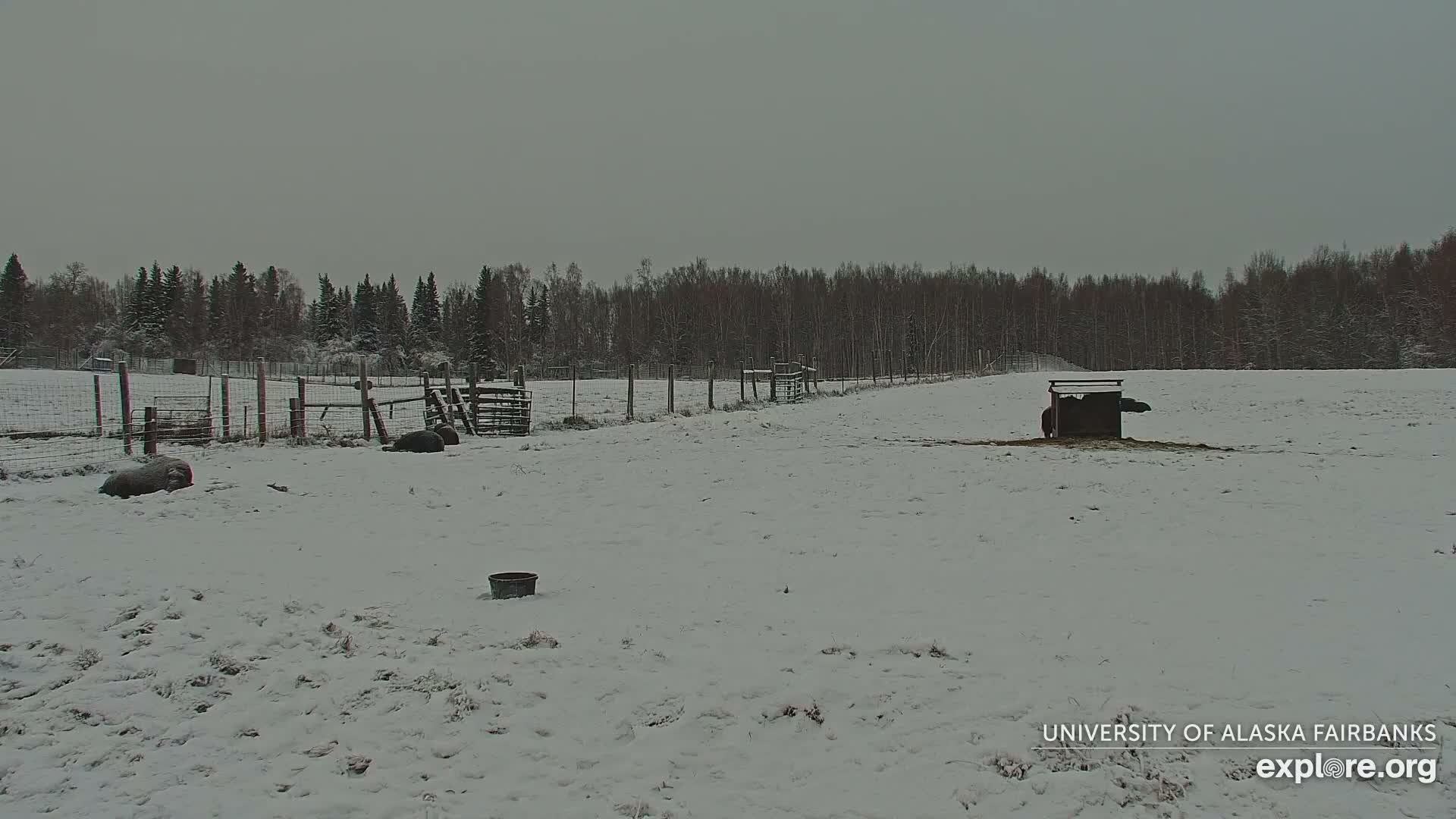 University of Alaska Fairbanks Large Animal Research Station Musk Ox Farm Live Cam - Musk Ox, College, Fairbanks North Star, Alaska, USA