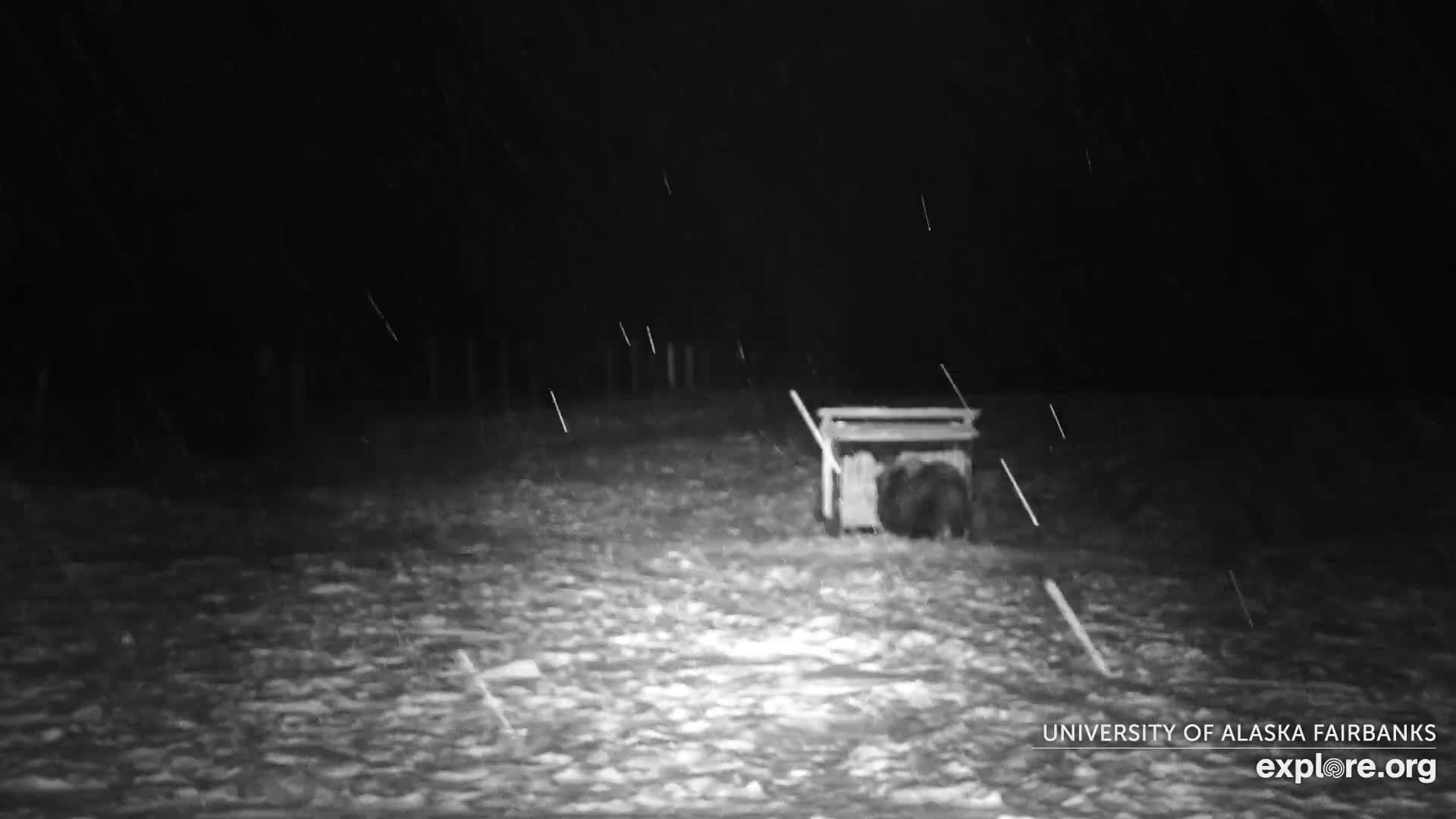 University of Alaska Fairbanks Large Animal Research Station Musk Ox Farm Live Cam - Musk Ox, College, Fairbanks North Star, Alaska, USA