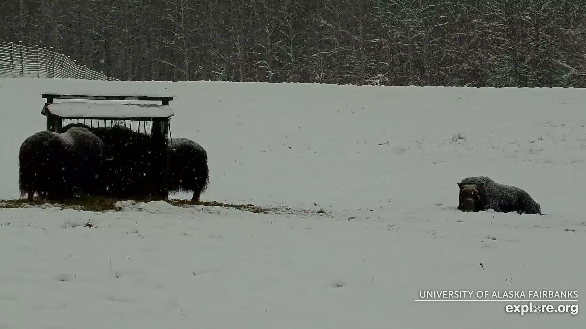 University of Alaska Fairbanks Large Animal Research Station Musk Ox Farm Live Cam - Musk Ox, College, Fairbanks North Star, Alaska, USA