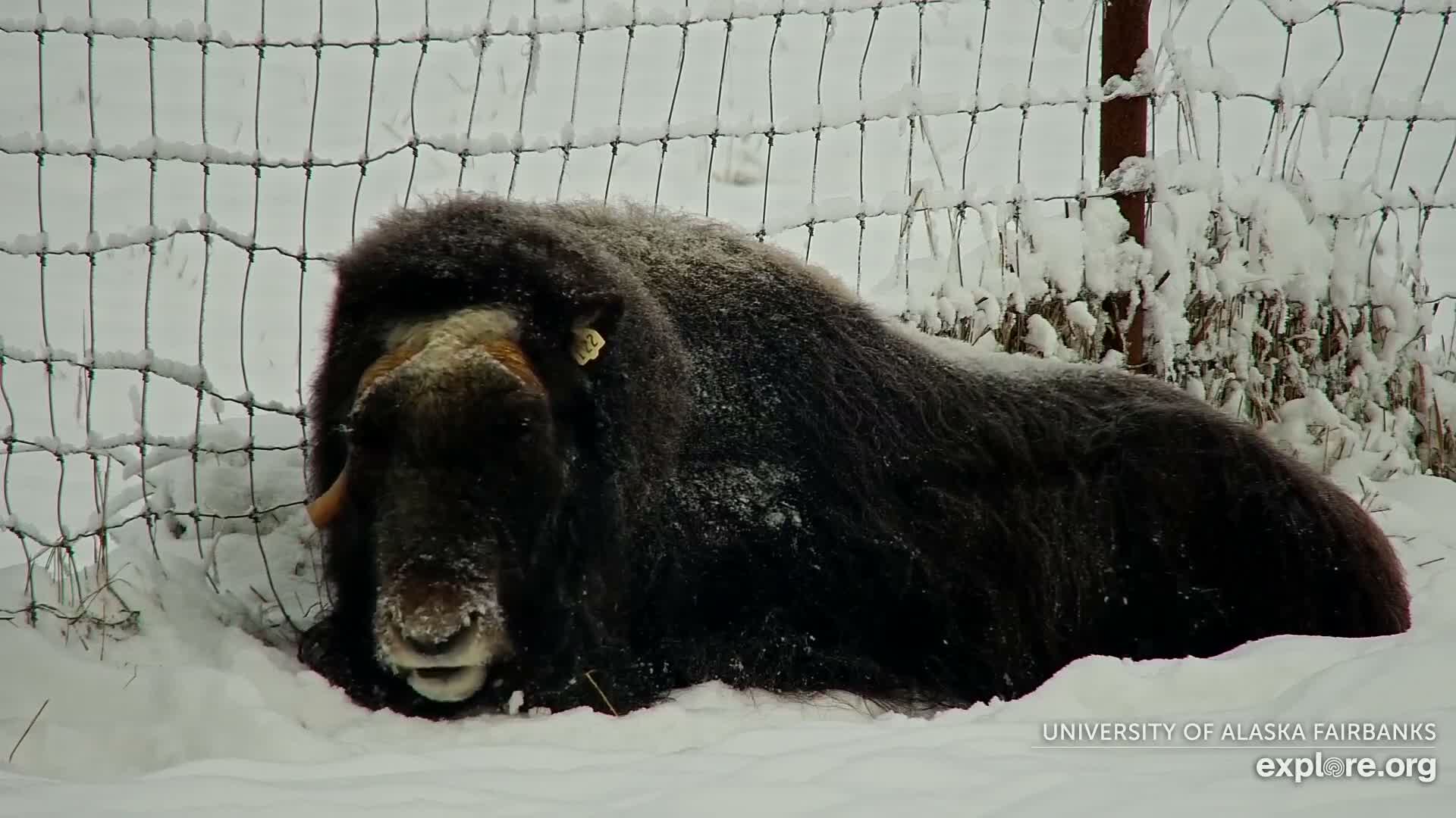 University of Alaska Fairbanks Large Animal Research Station Musk Ox Farm Live Cam - Musk Ox, College, Fairbanks North Star, Alaska, USA