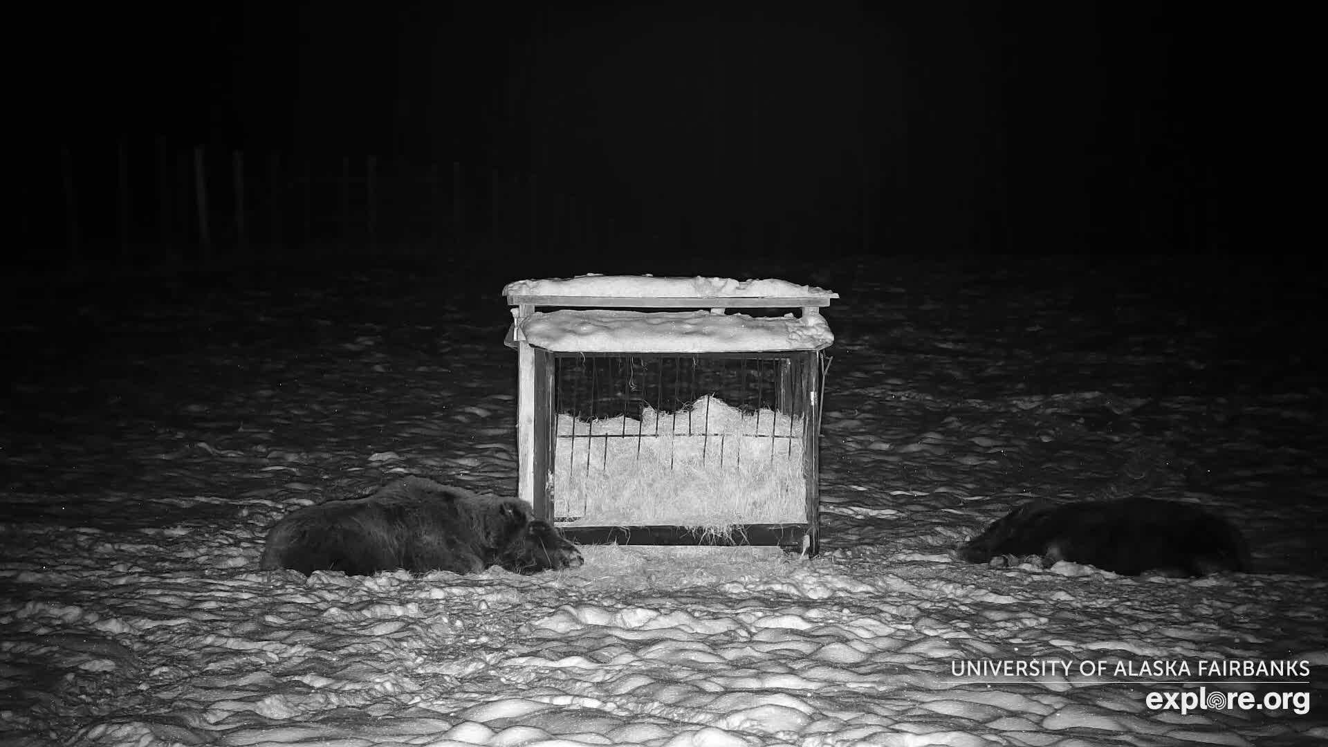 University of Alaska Fairbanks Large Animal Research Station Musk Ox Farm Live Cam - Musk Ox, College, Fairbanks North Star, Alaska, USA