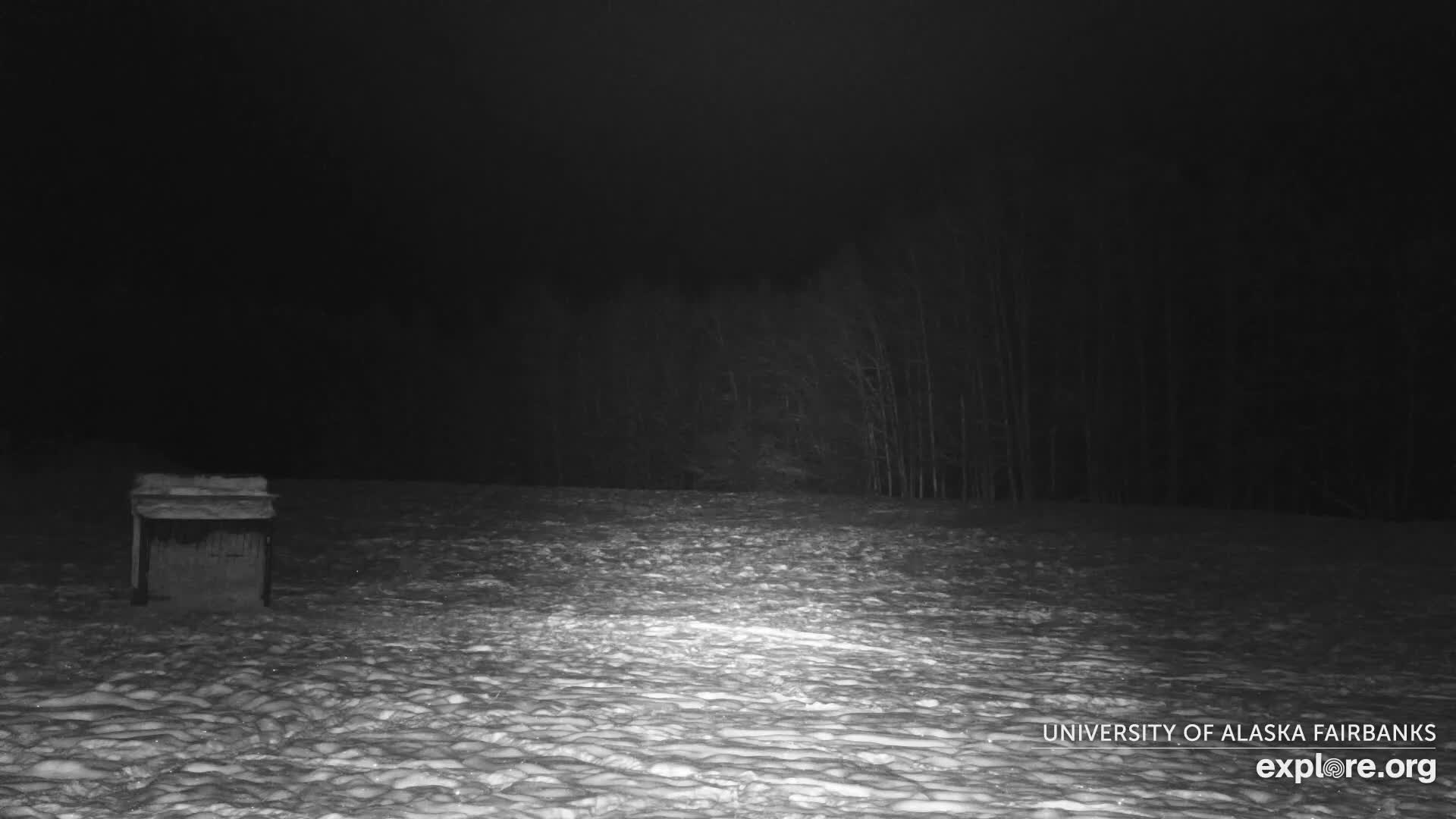 University of Alaska Fairbanks Large Animal Research Station Musk Ox Farm Live Cam - Musk Ox, College, Fairbanks North Star, Alaska, USA